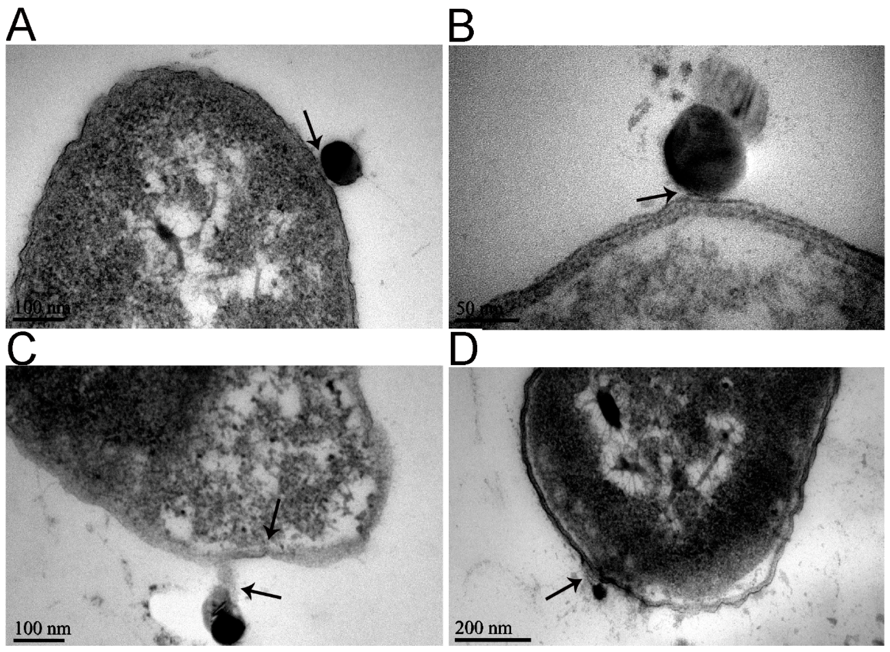 Molecules 23 00606 g005