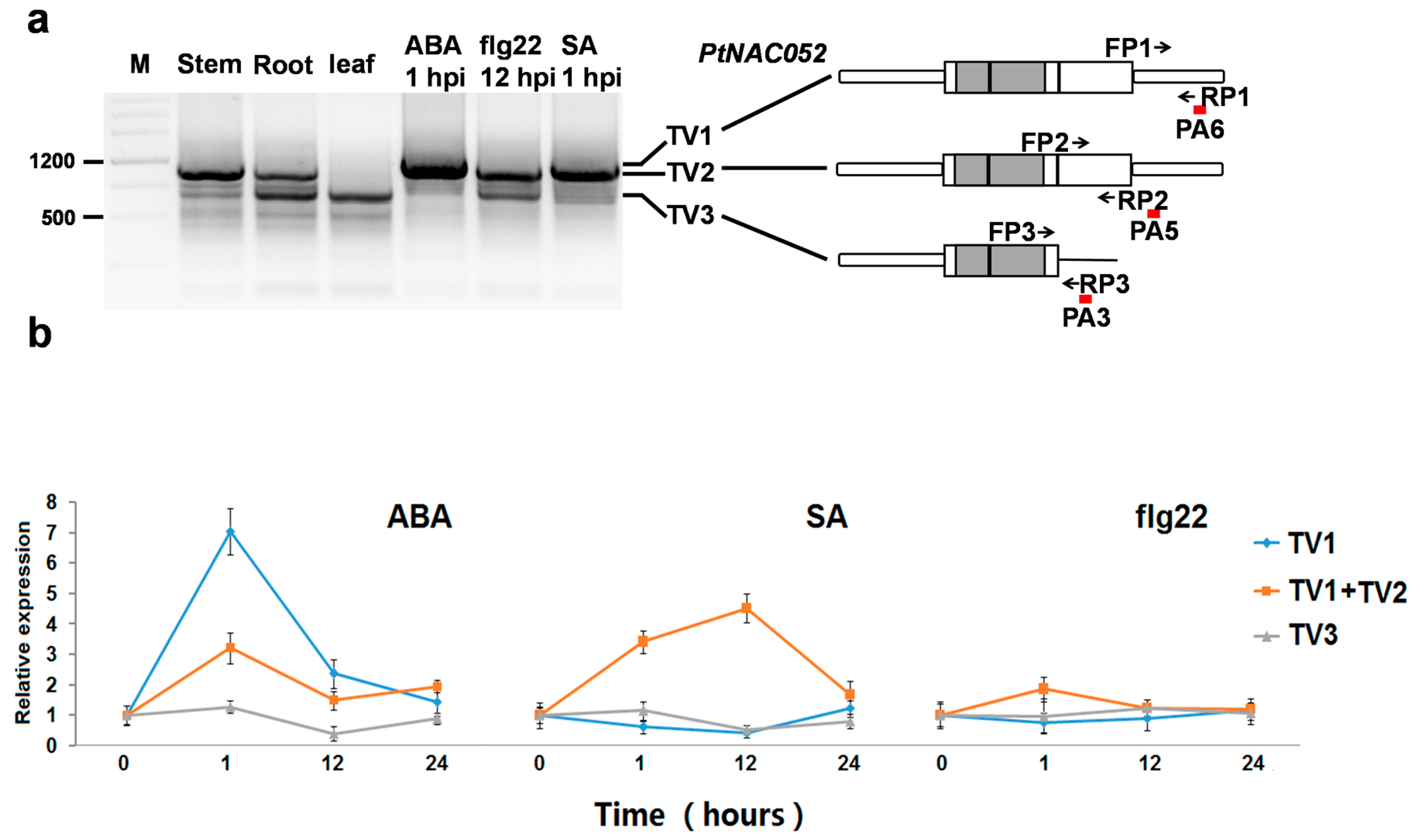 Molecules 23 00608 g005 Molecules 23 00608 g005