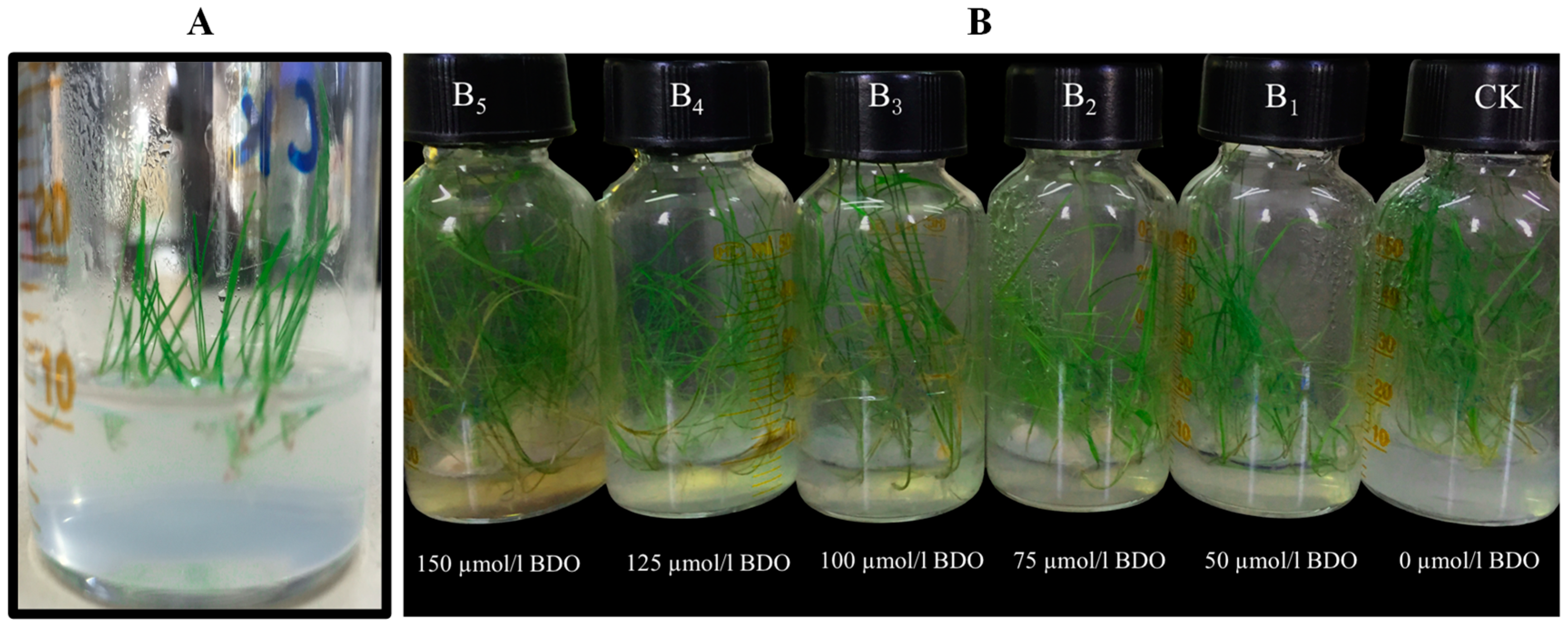 Molecules 23 00706 g011