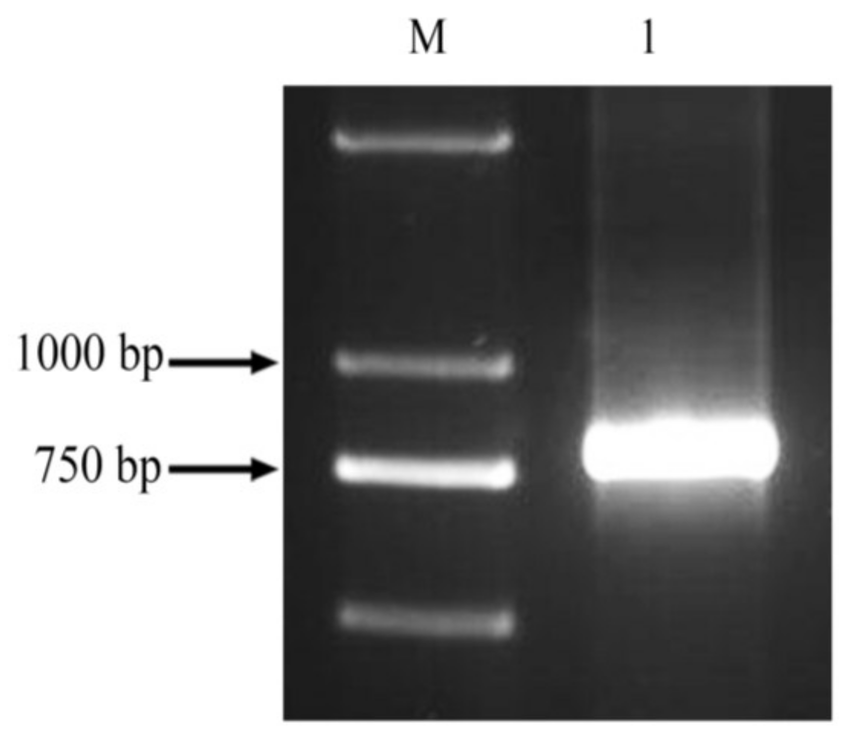 Molecules 23 00748 g001
