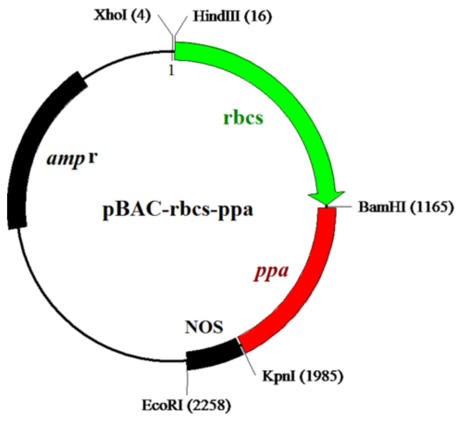 Molecules 23 00748 g004