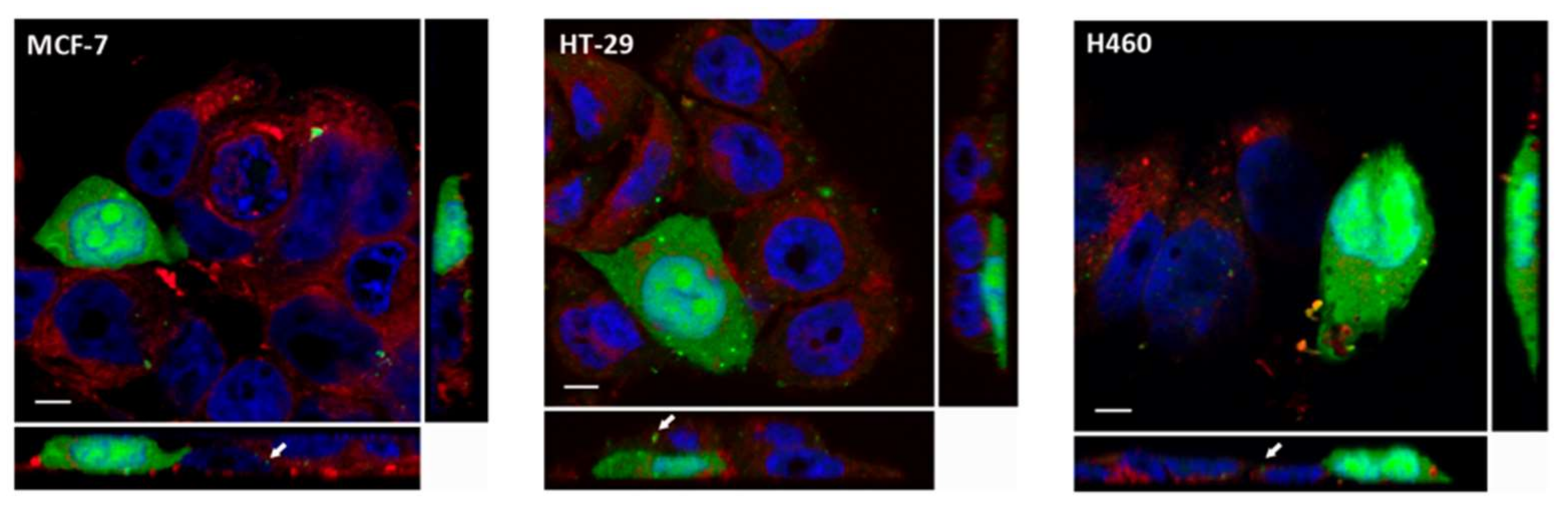 Molecules 23 00801 g001 Molecules 23 00801 g001