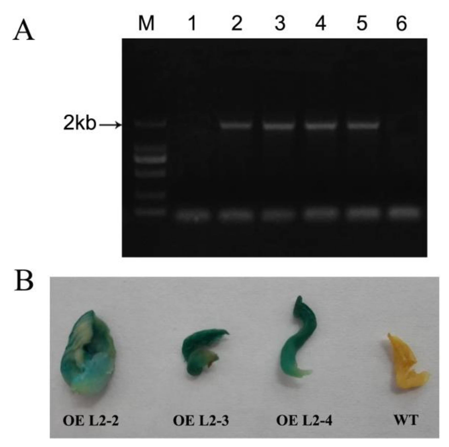 Molecules 23 00880 g006