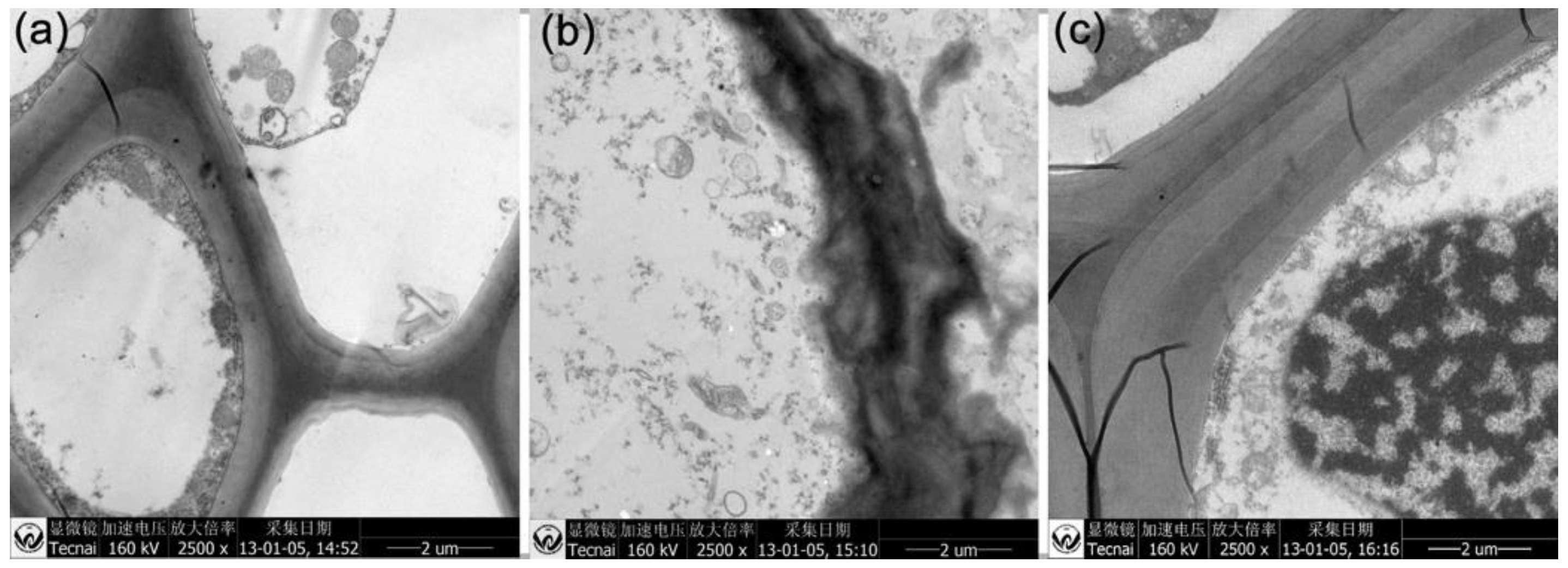 Molecules 23 01104 g006 Molecules 23 01104 g006