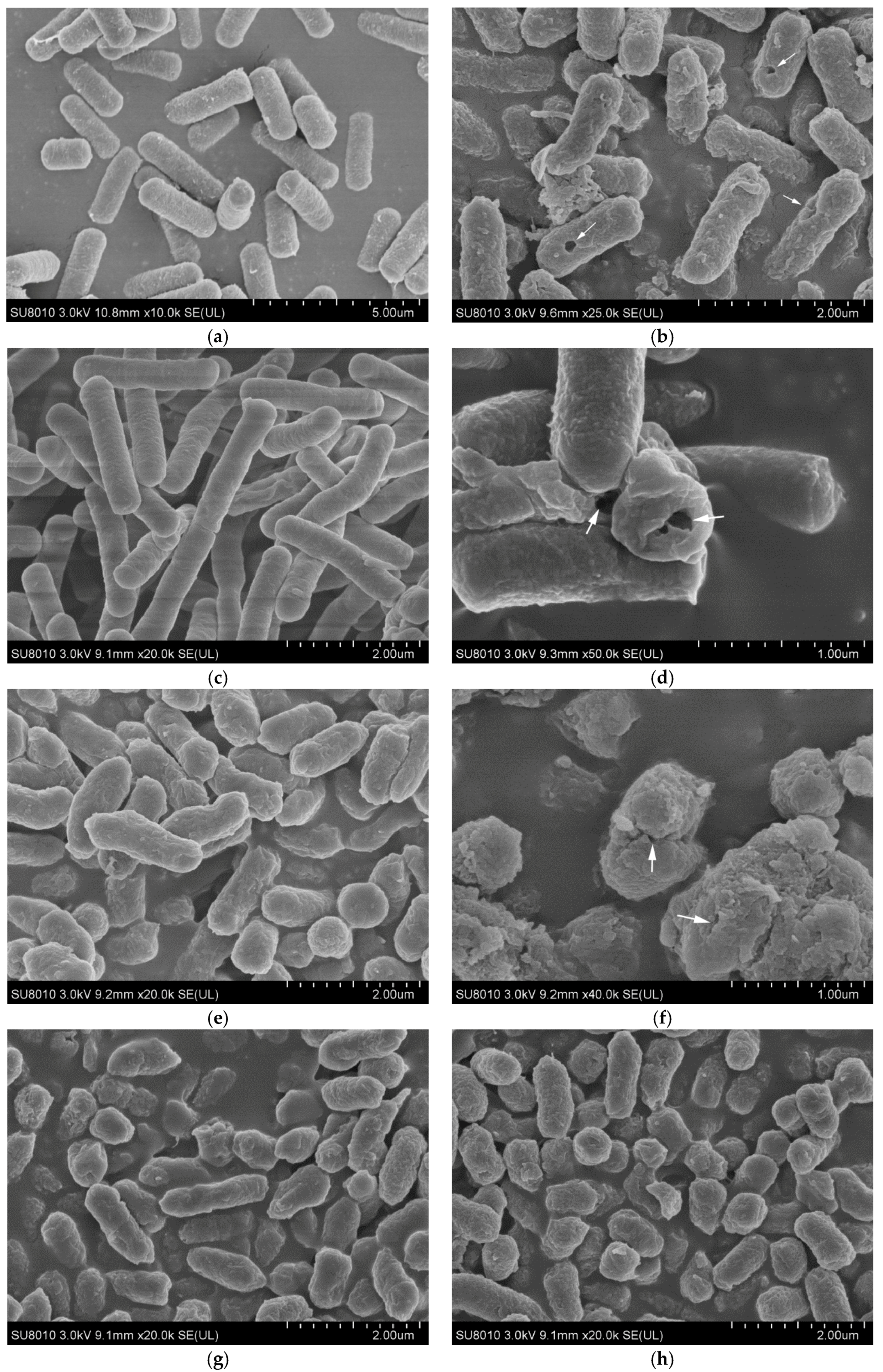 Molecules 23 01118 g003