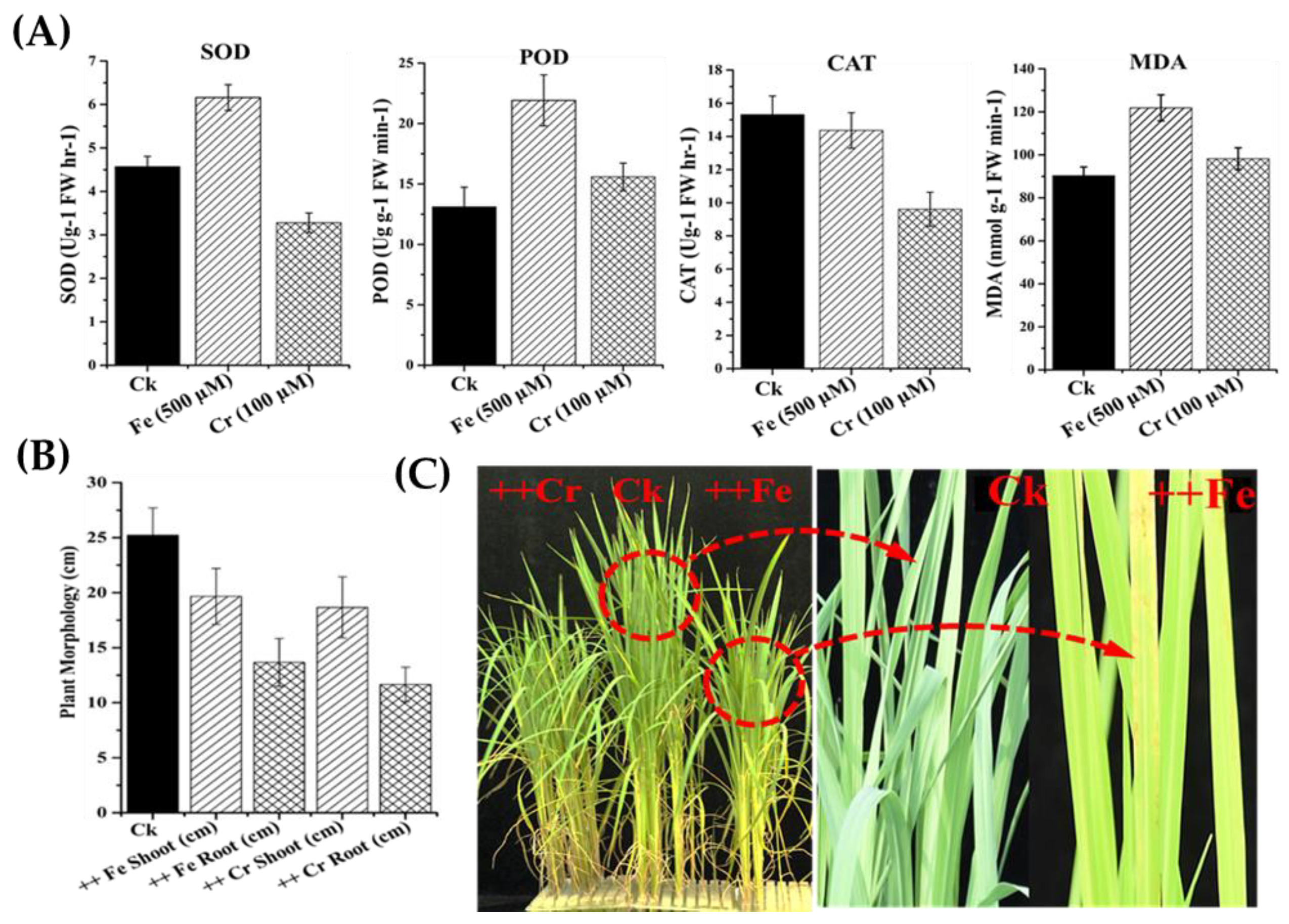 Molecules 23 01163 g007
