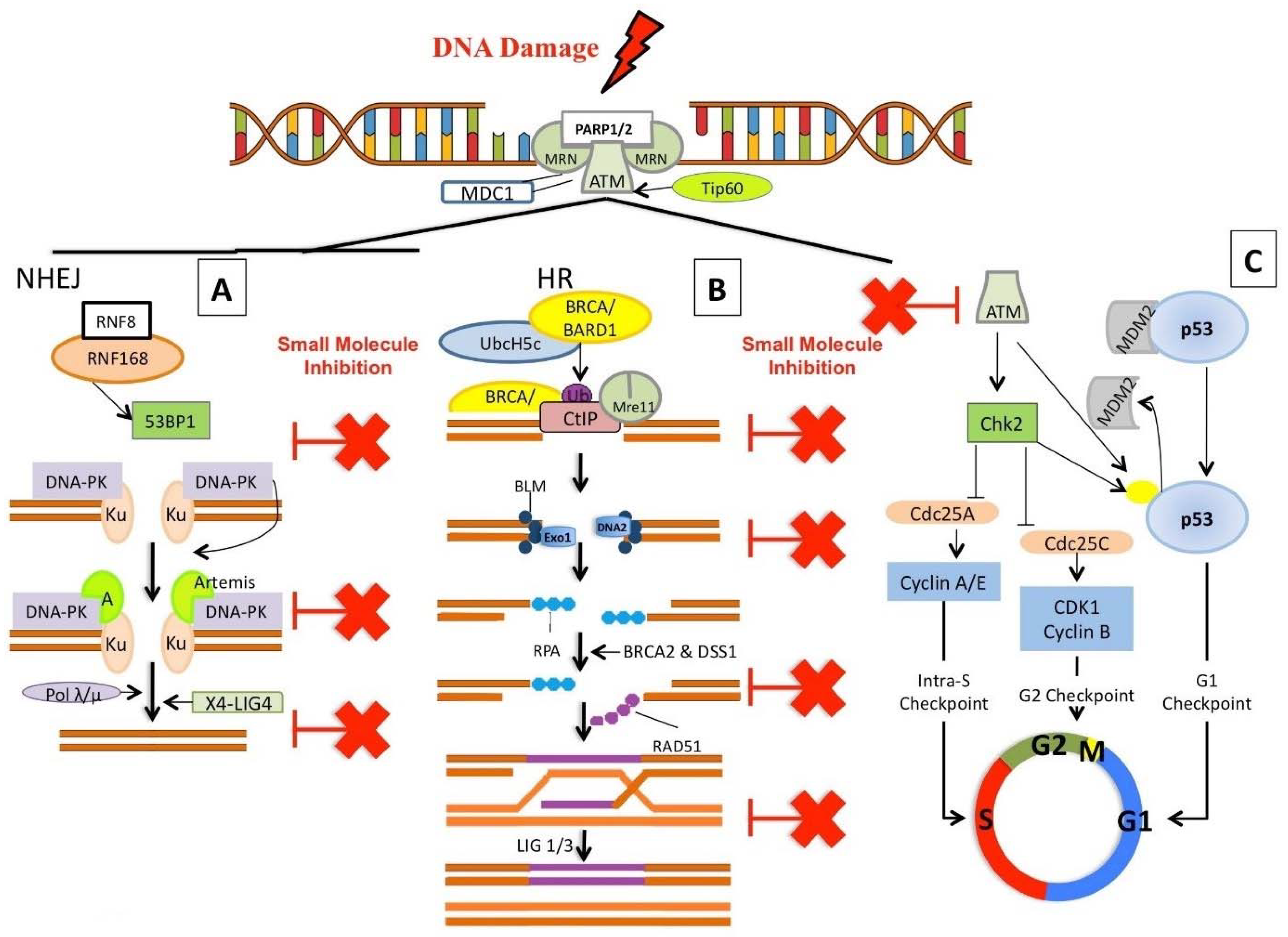 Molecules 23 01166 g003 Molecules 23 01166 g003