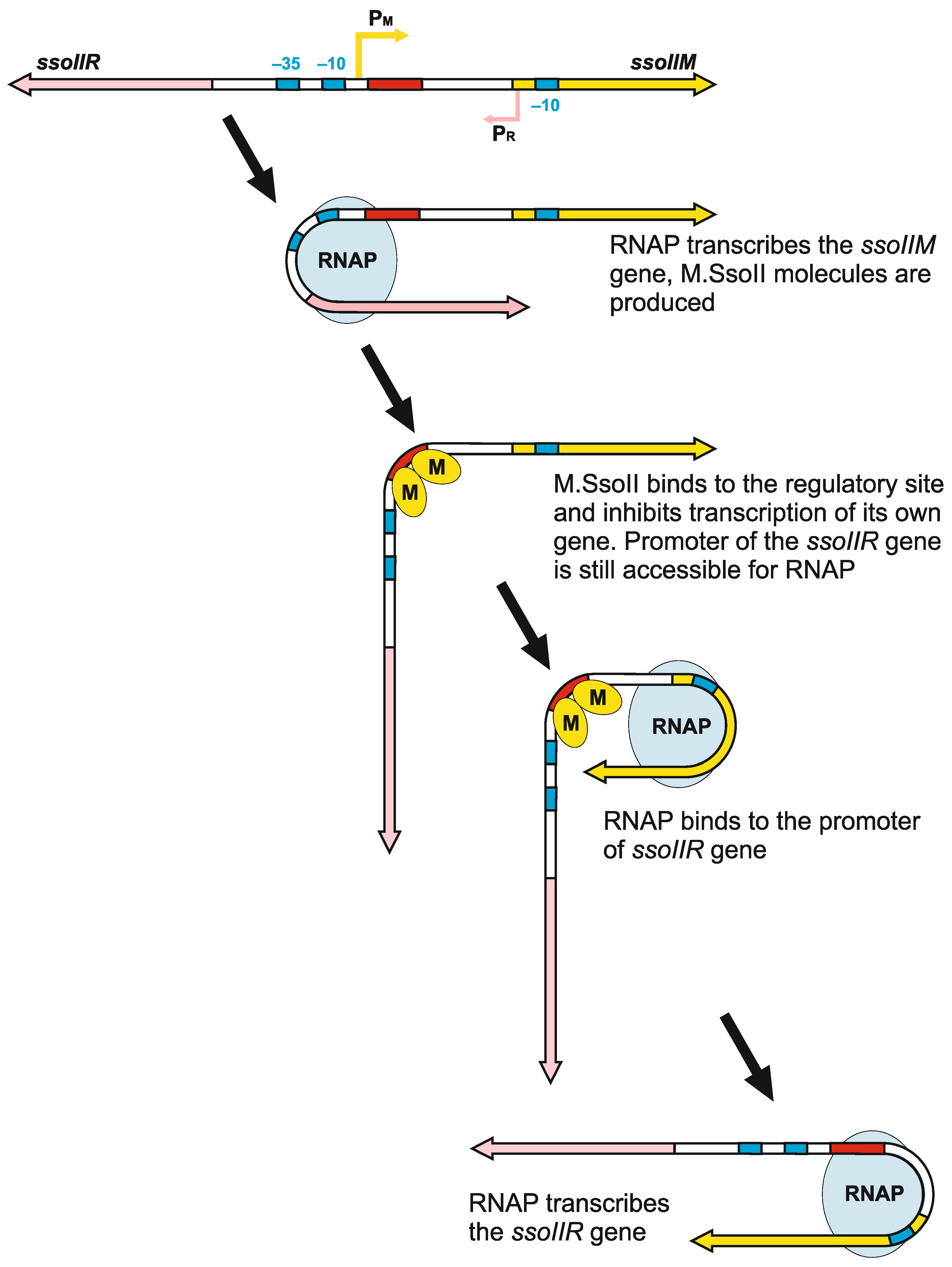 Molecules 23 01192 g011