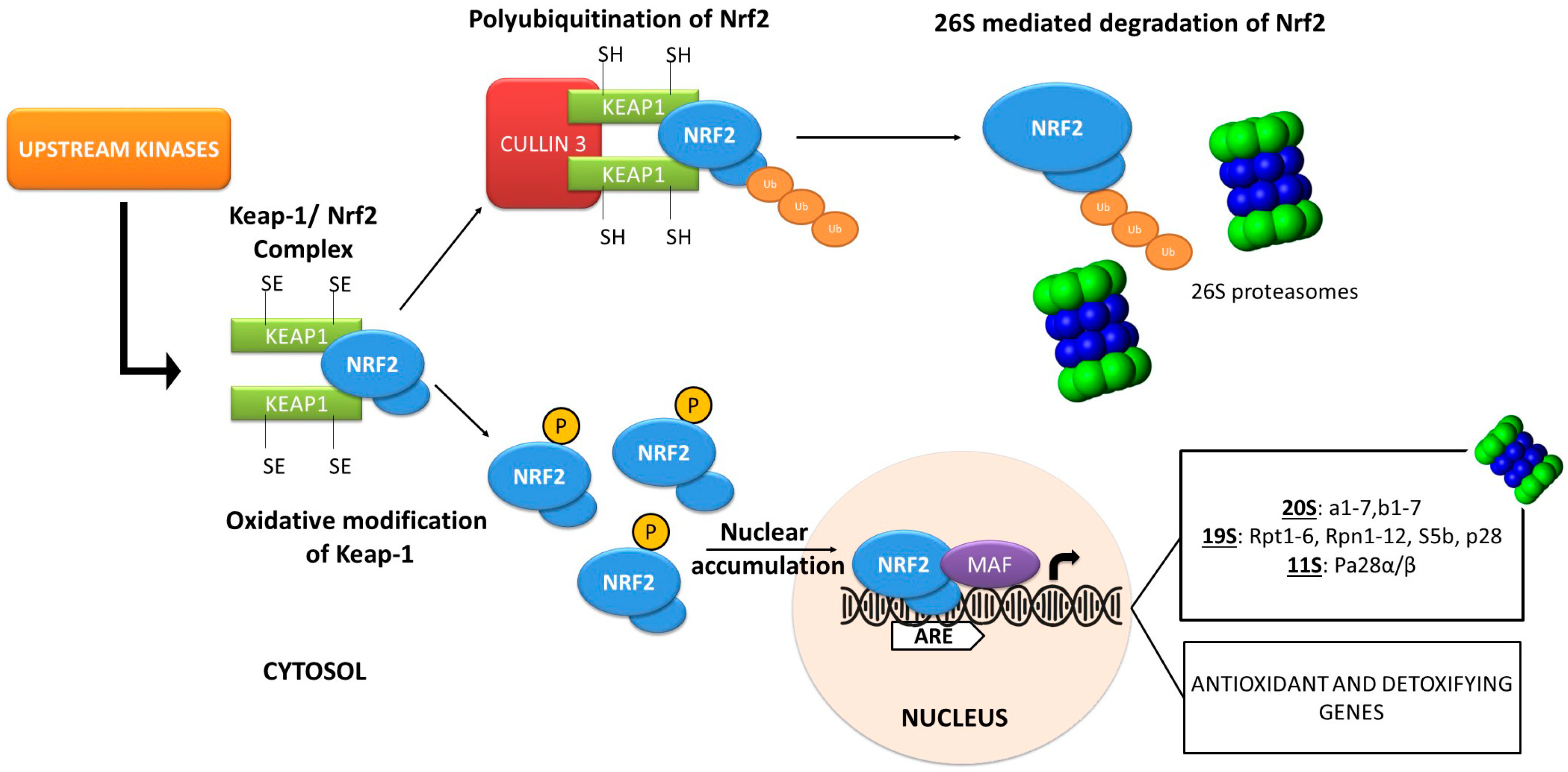 Molecules 23 01219 g001