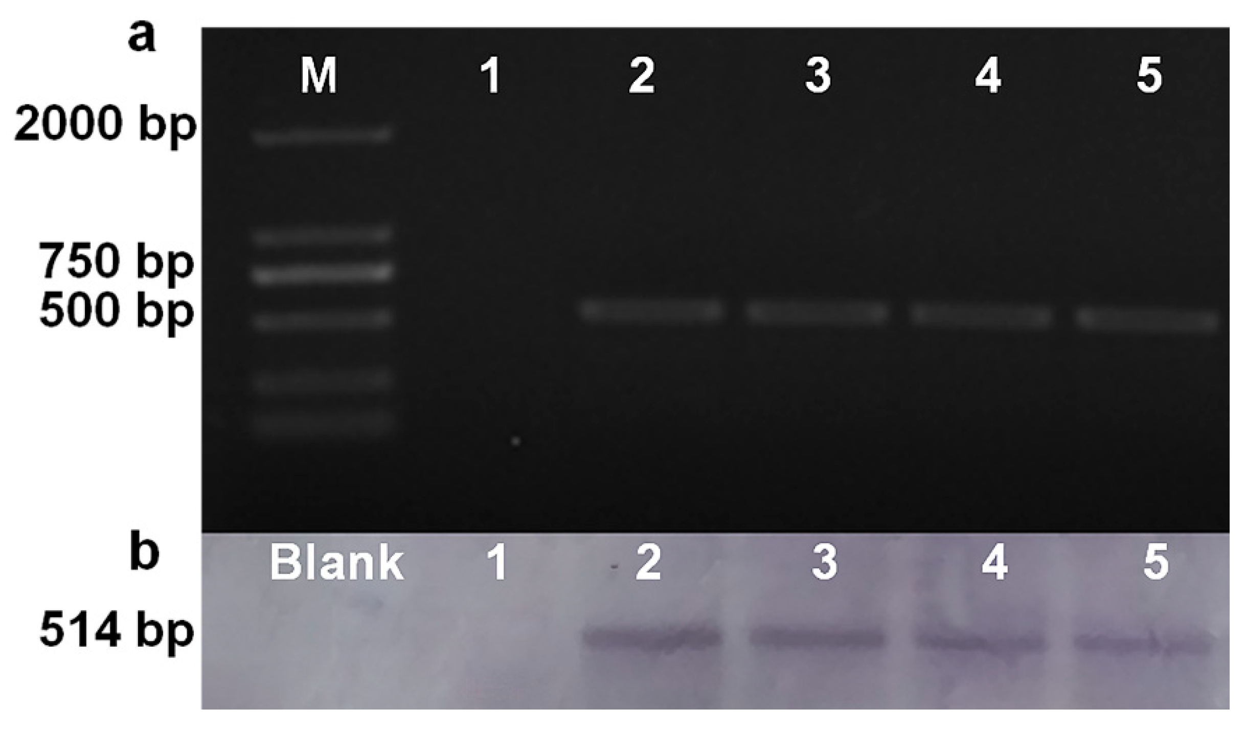 Molecules 23 01253 g004