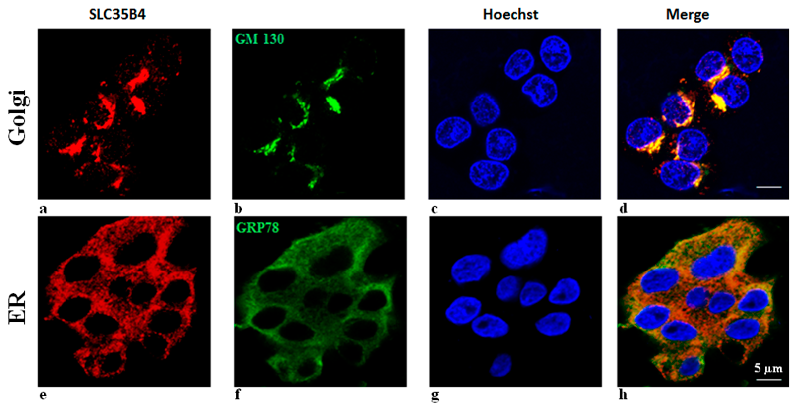 Molecules 23 01350 g004