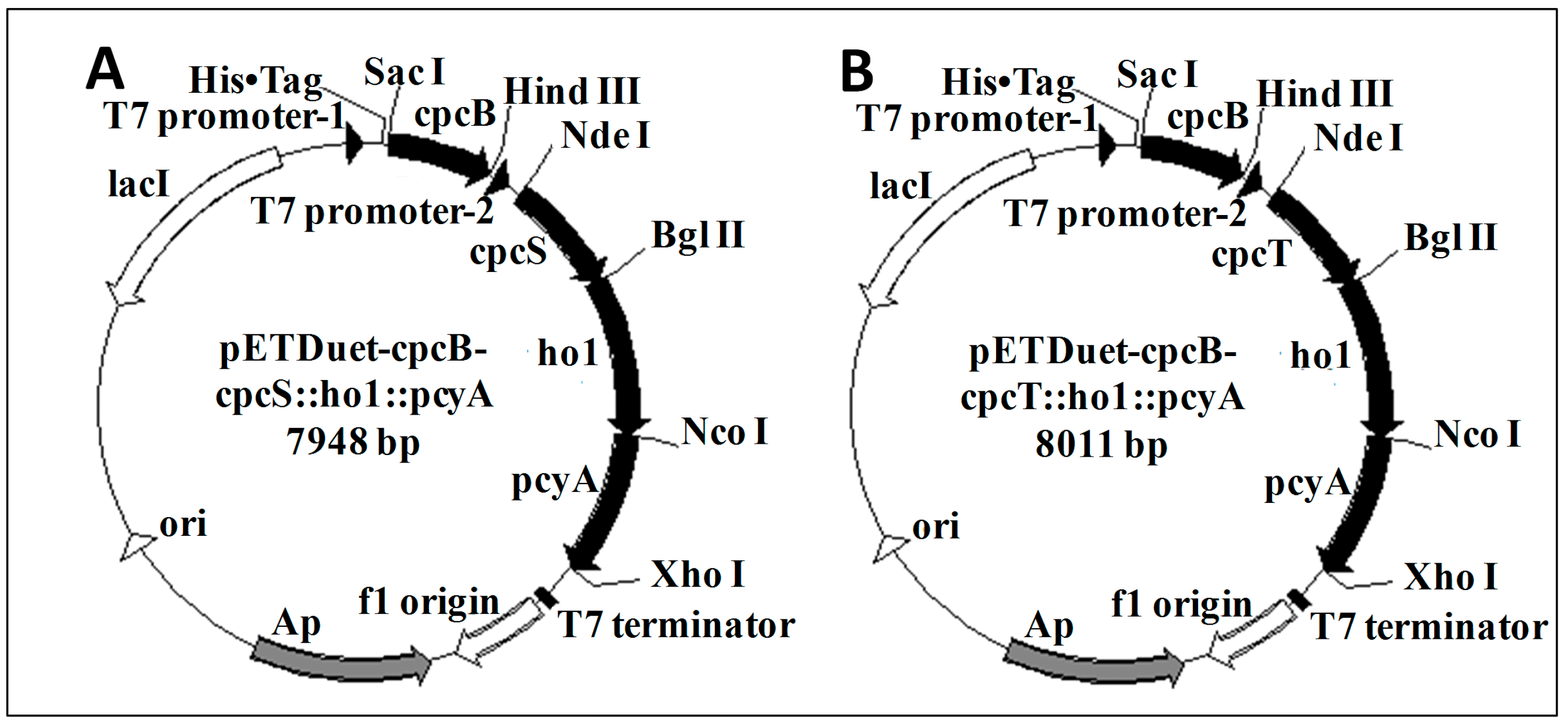 Molecules 23 01369 g001 Molecules 23 01369 g001