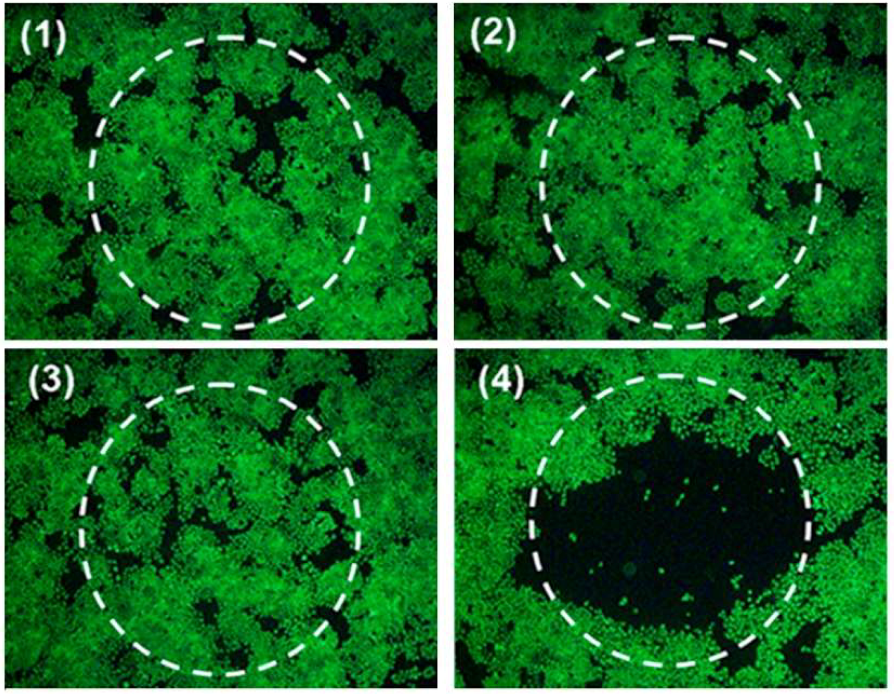 Molecules 23 01414 g005 Molecules 23 01414 g005