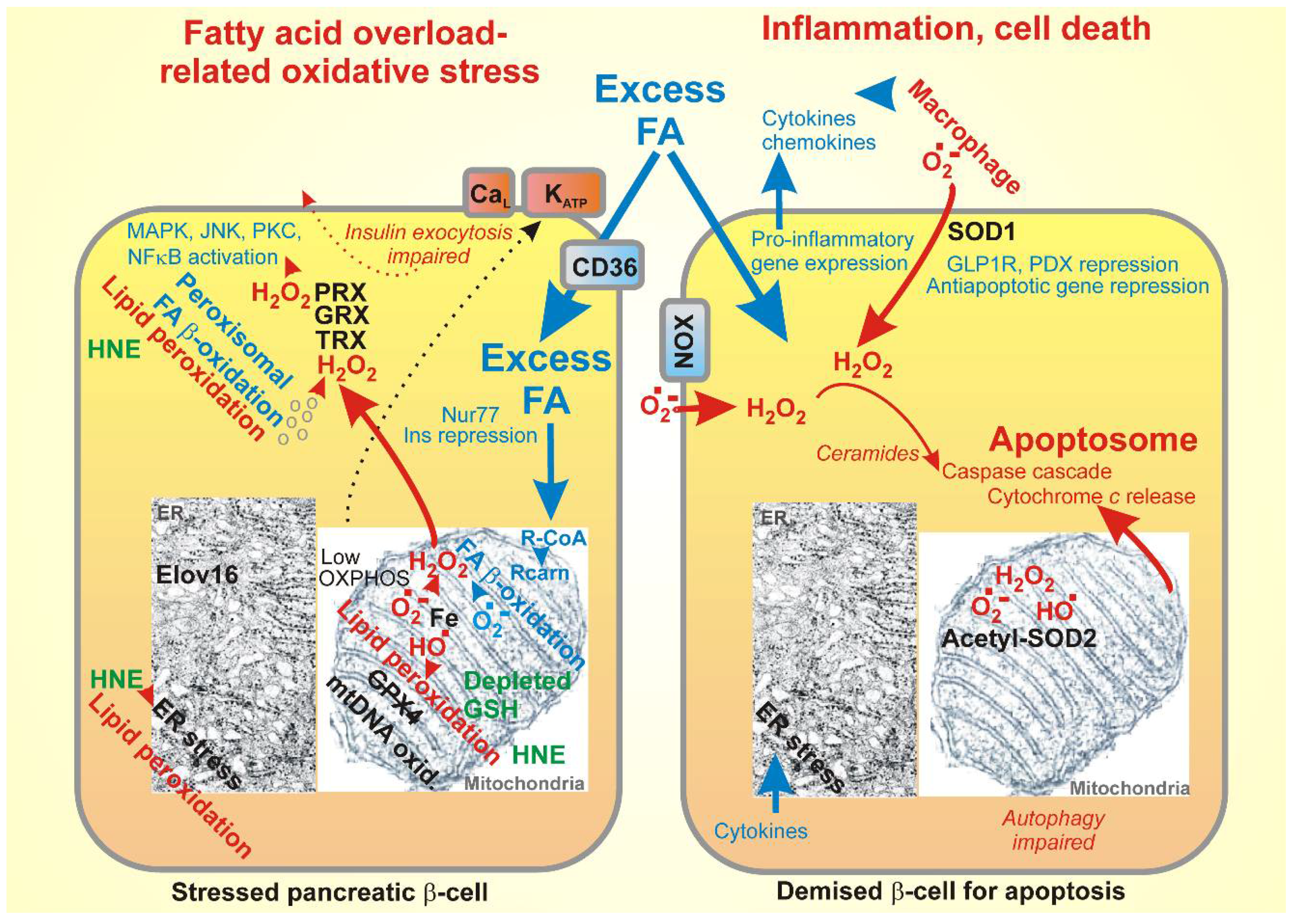 Molecules 23 01483 g003 Molecules 23 01483 g003