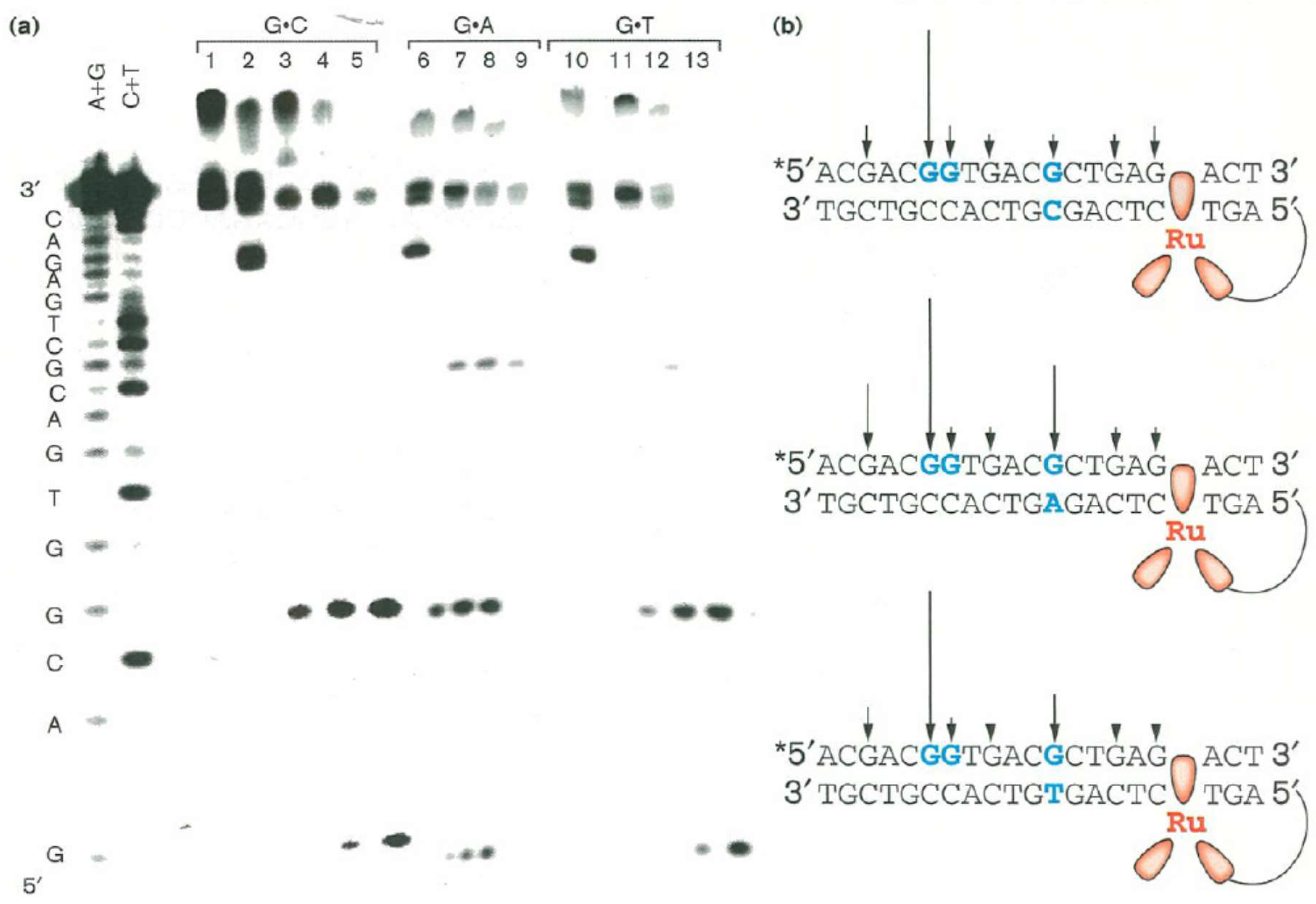 Molecules 23 01515 g003