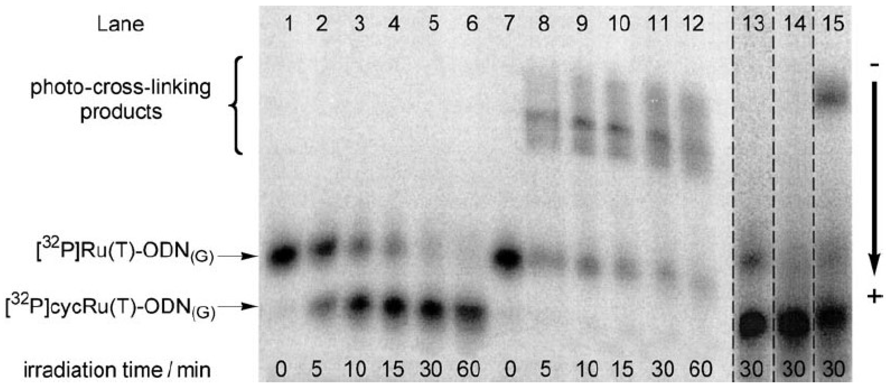 Molecules 23 01515 g017