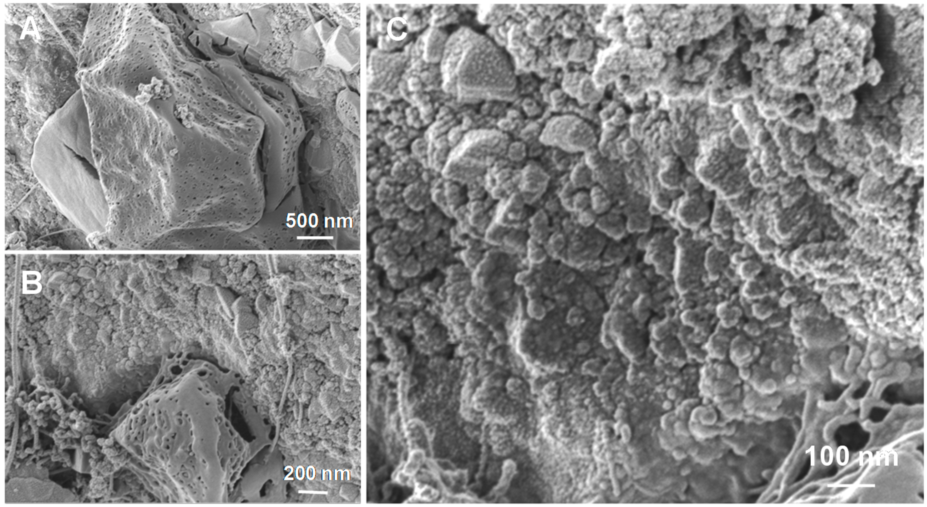 Molecules 23 01528 g006