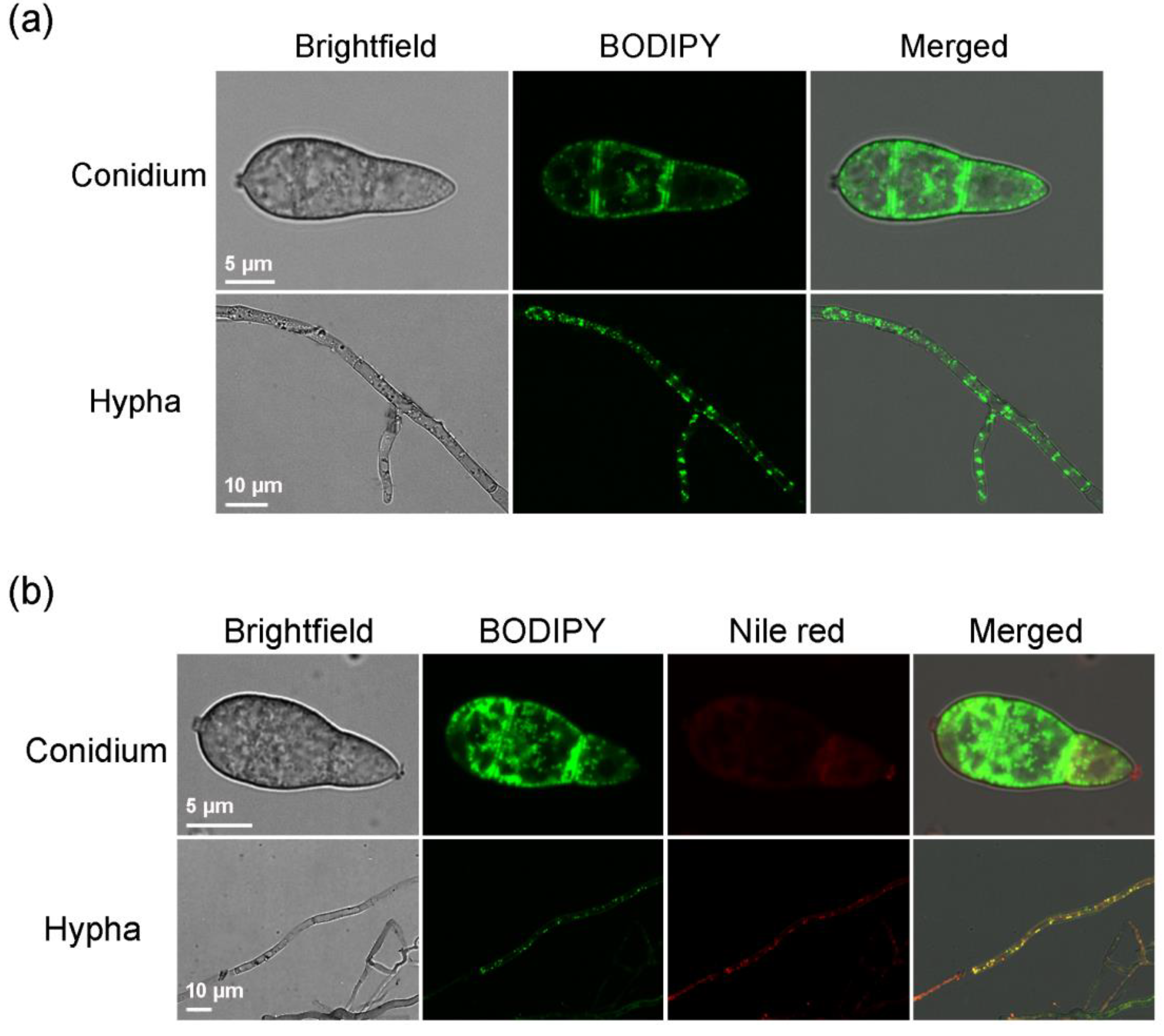 Molecules 23 01594 g001