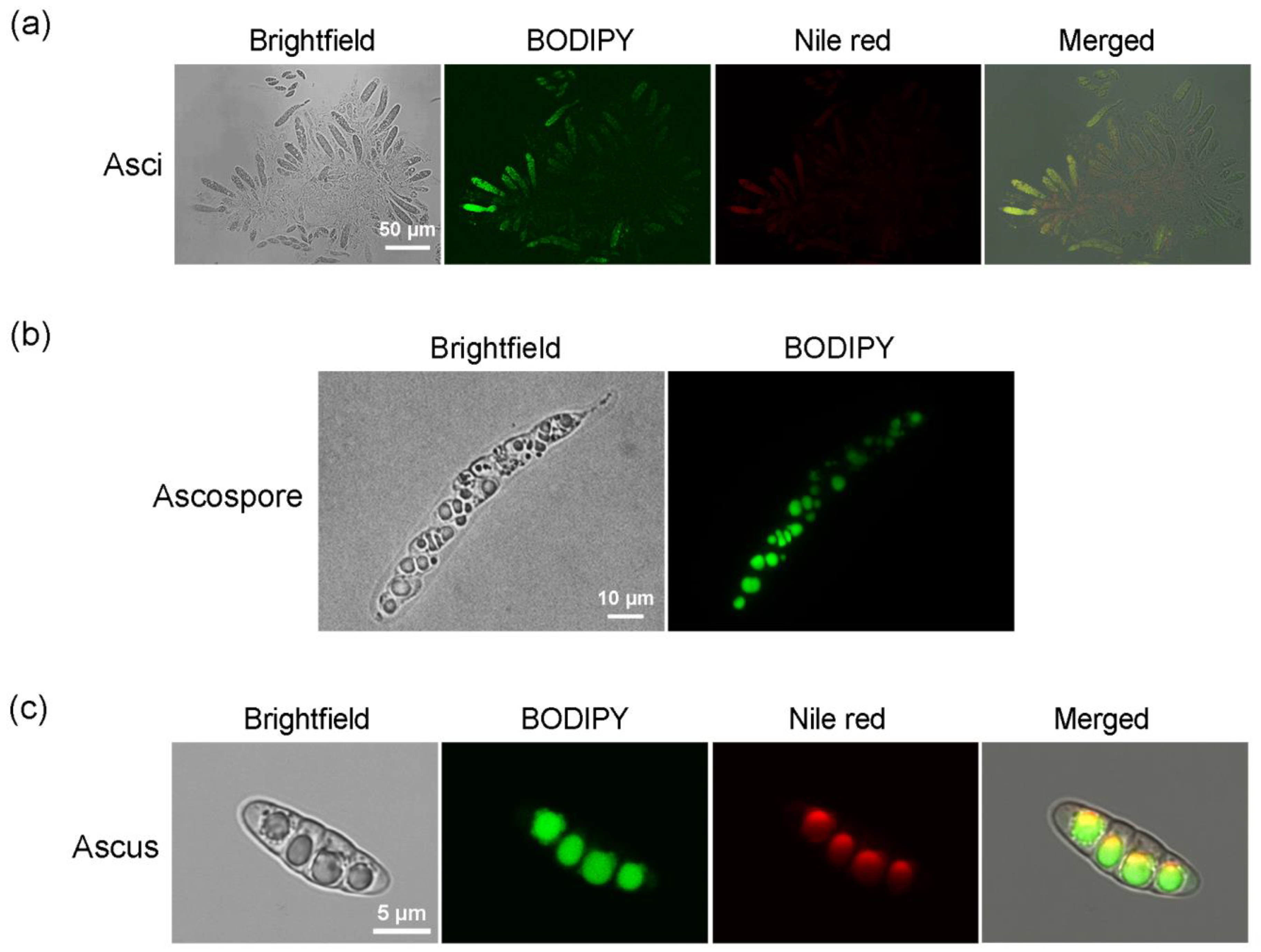 Molecules 23 01594 g003