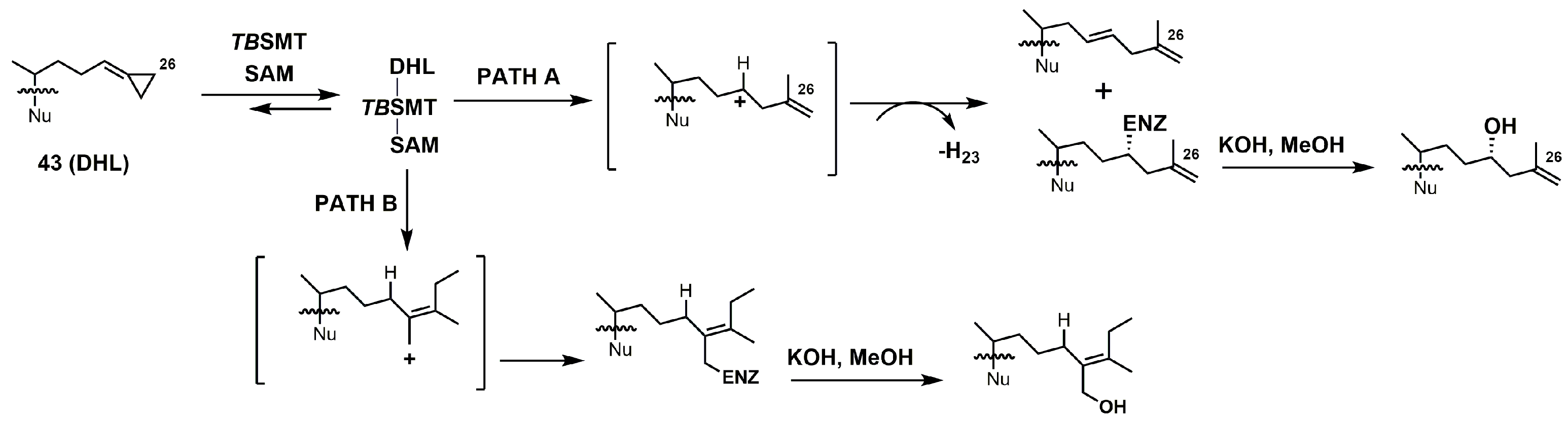 Molecules 23 01753 g020