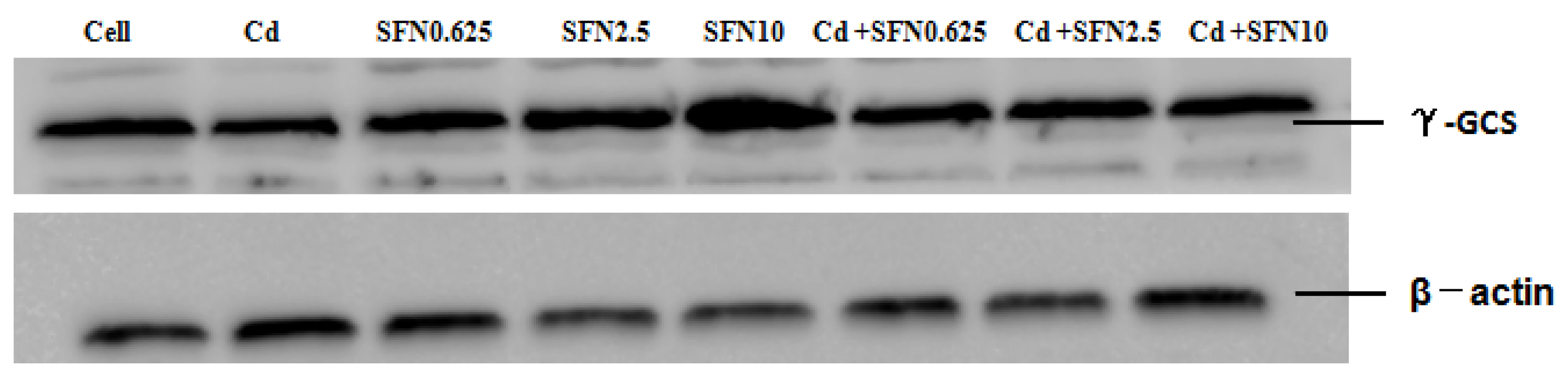Molecules 23 01774 g010a