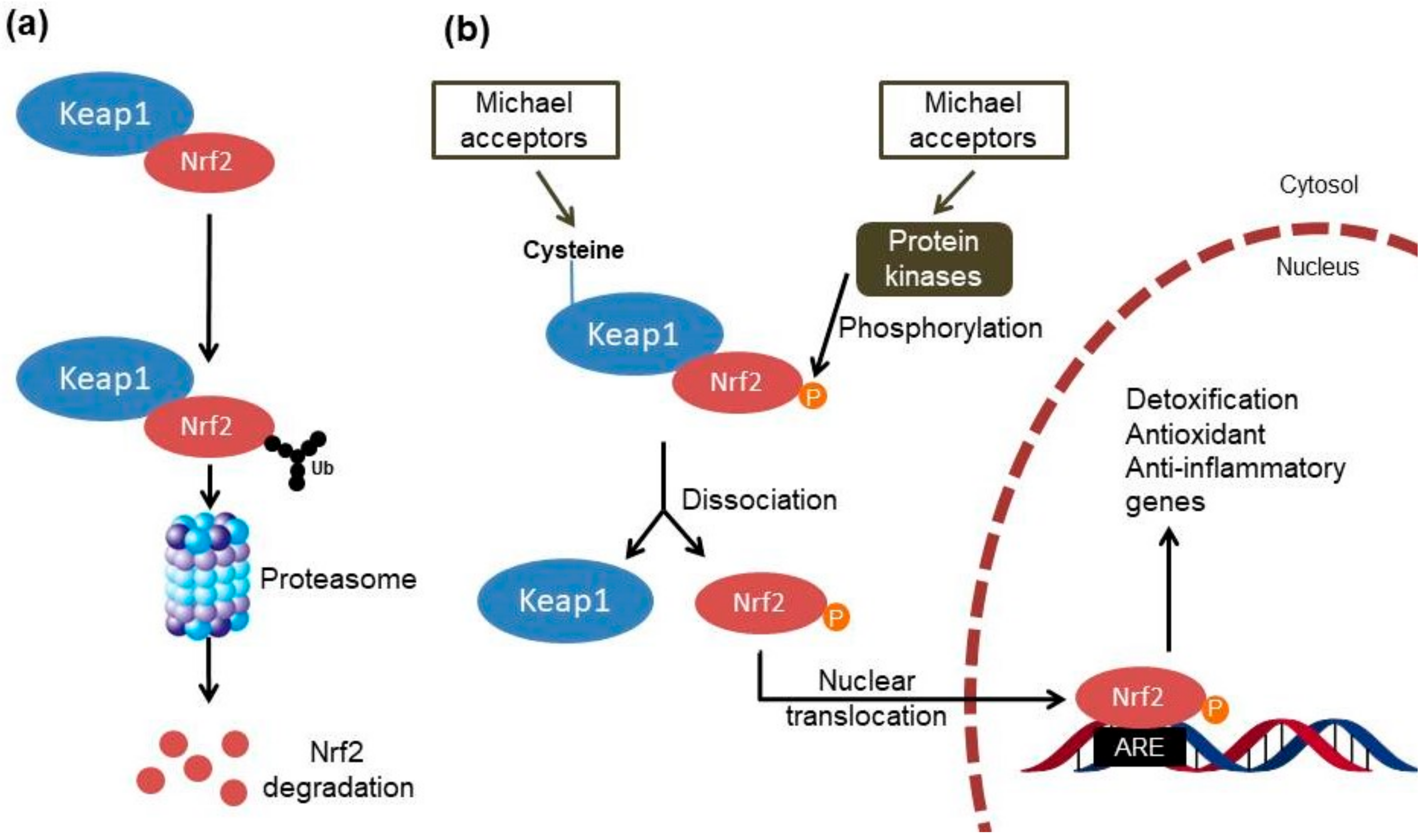 Molecules 23 01803 g002