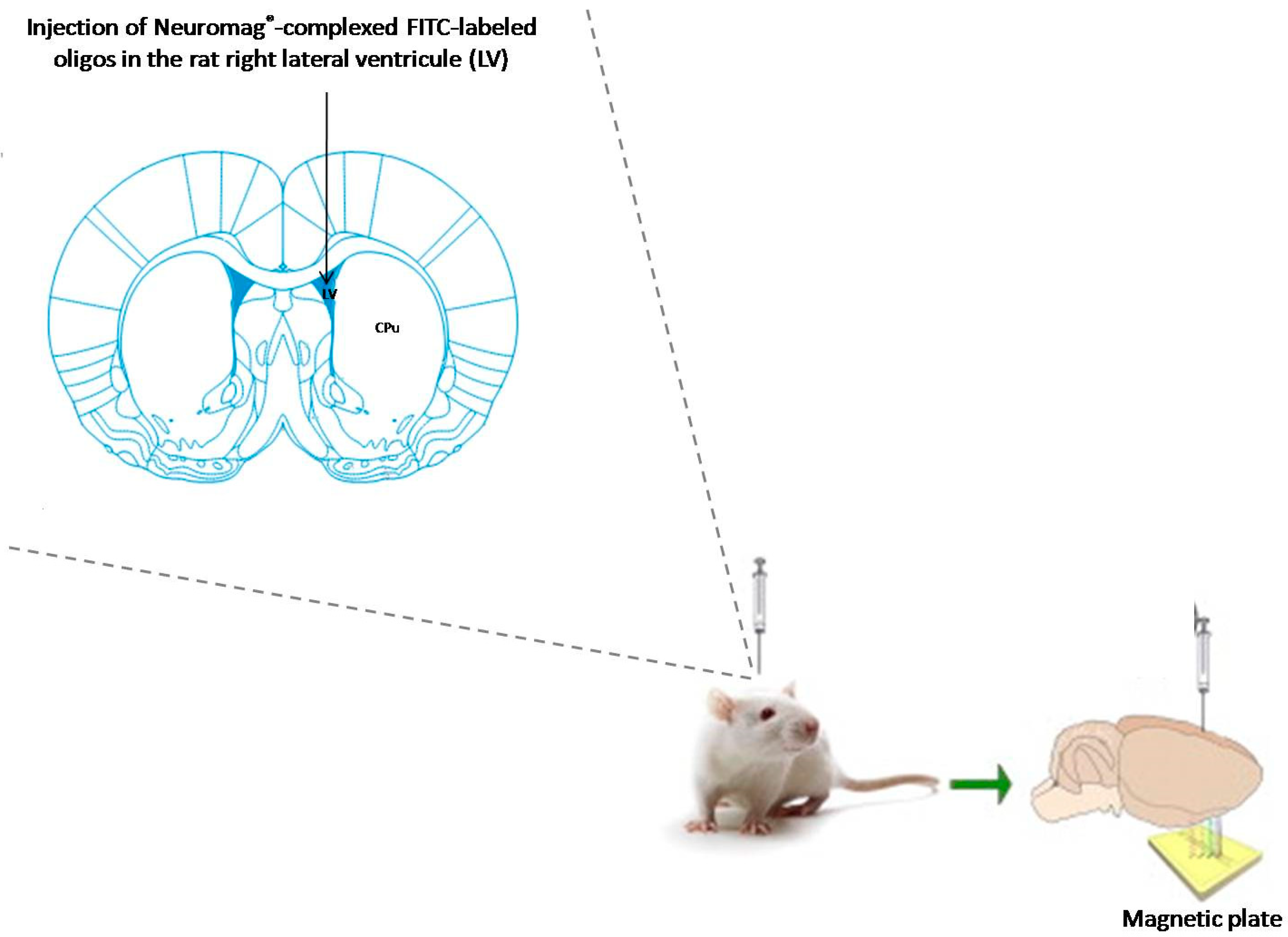 Molecules 23 01825 sch001 Molecules 23 01825 sch001