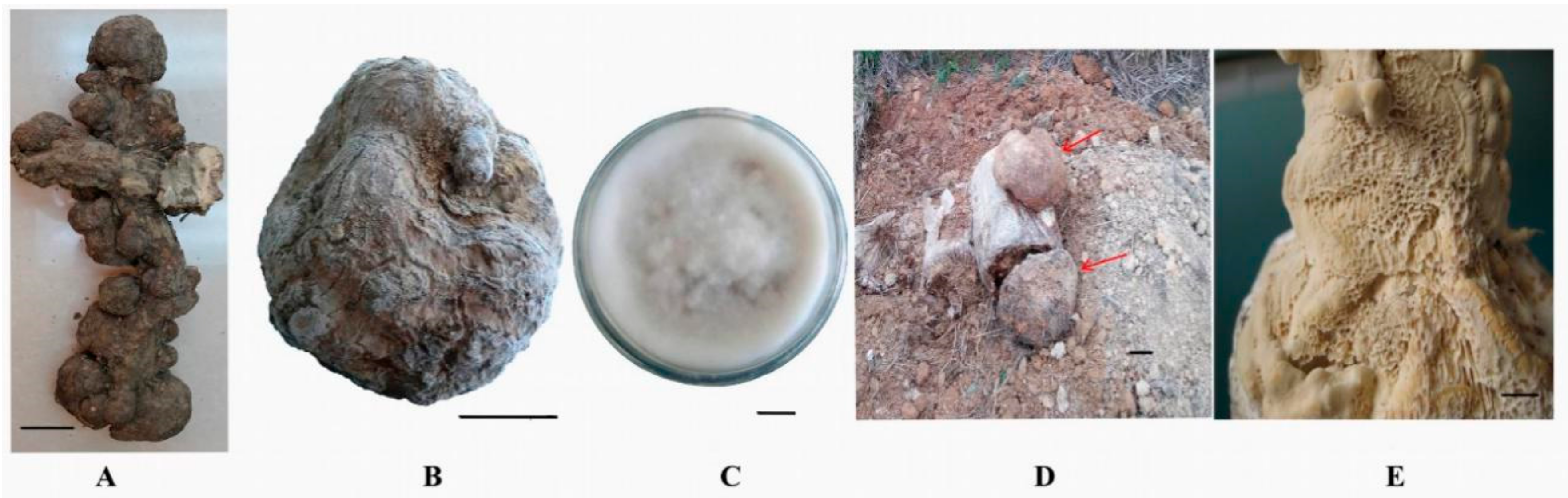 Molecules 23 01839 g003