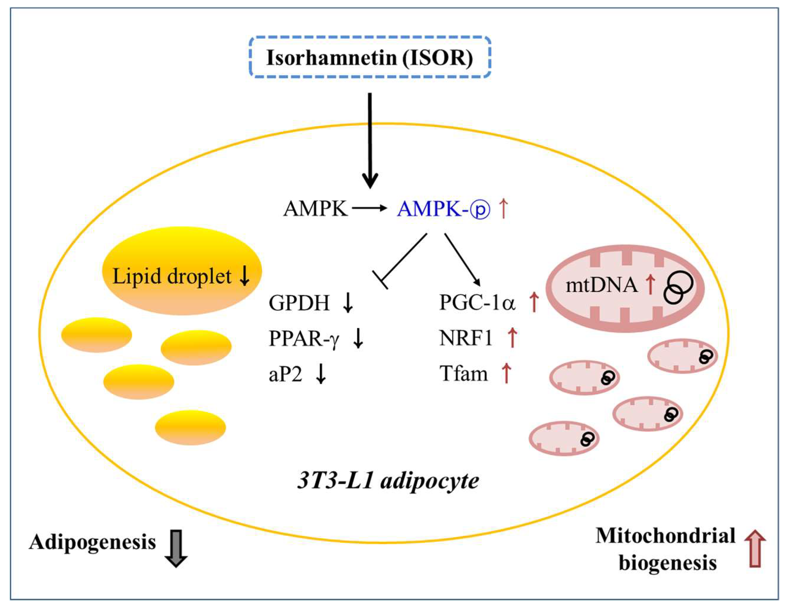 Molecules 23 01853 g007