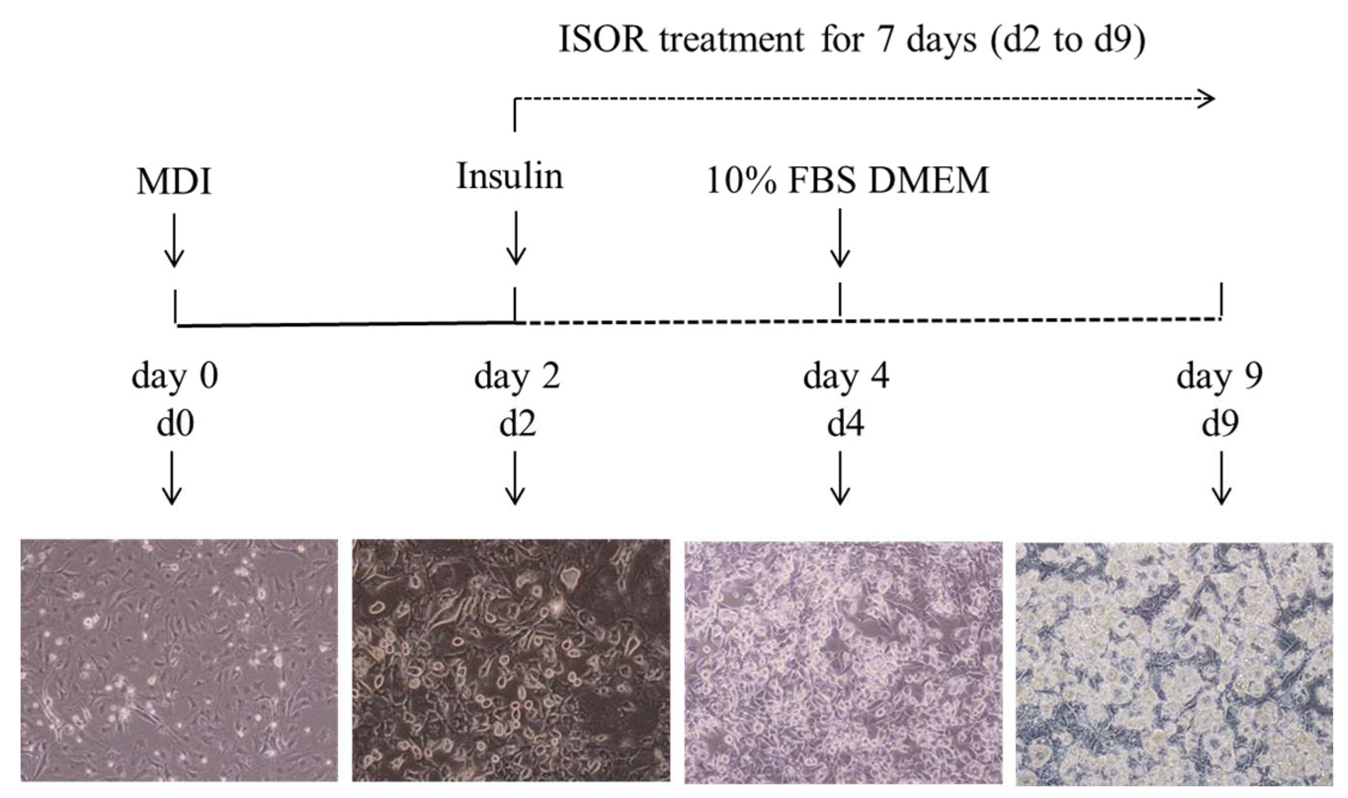 Molecules 23 01853 g008