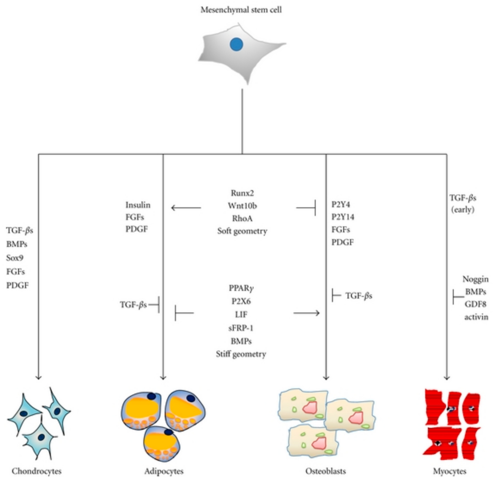 Molecules 23 01885 g011 Molecules 23 01885 g011