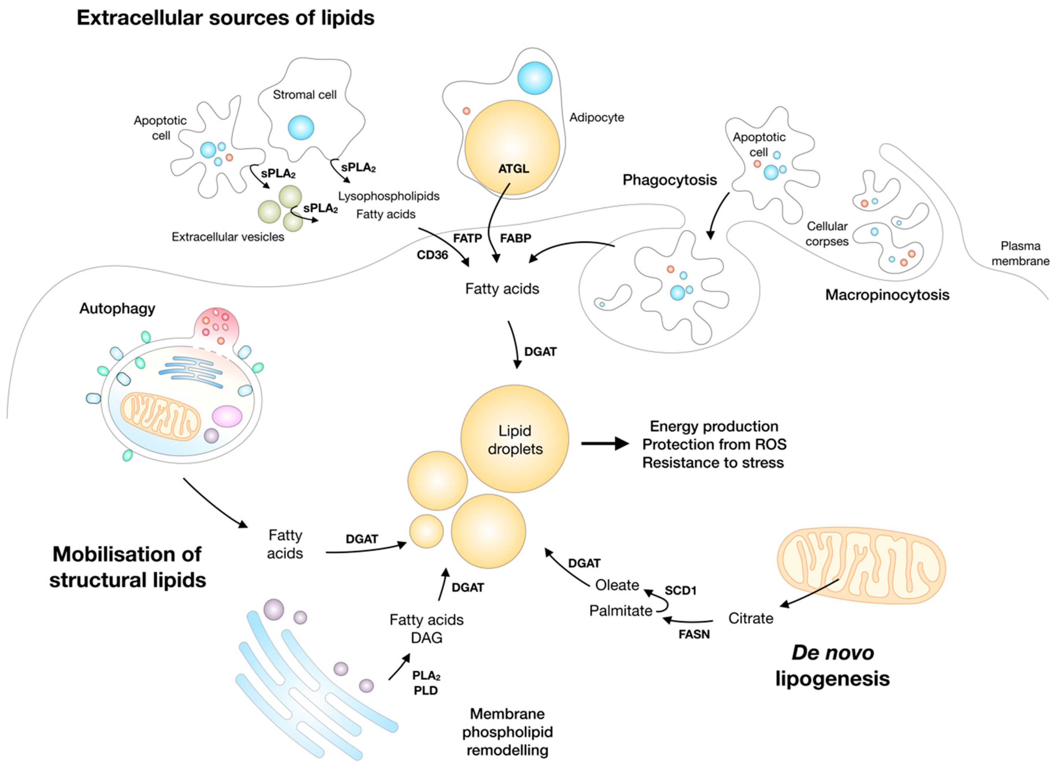 Molecules 23 01941 g003