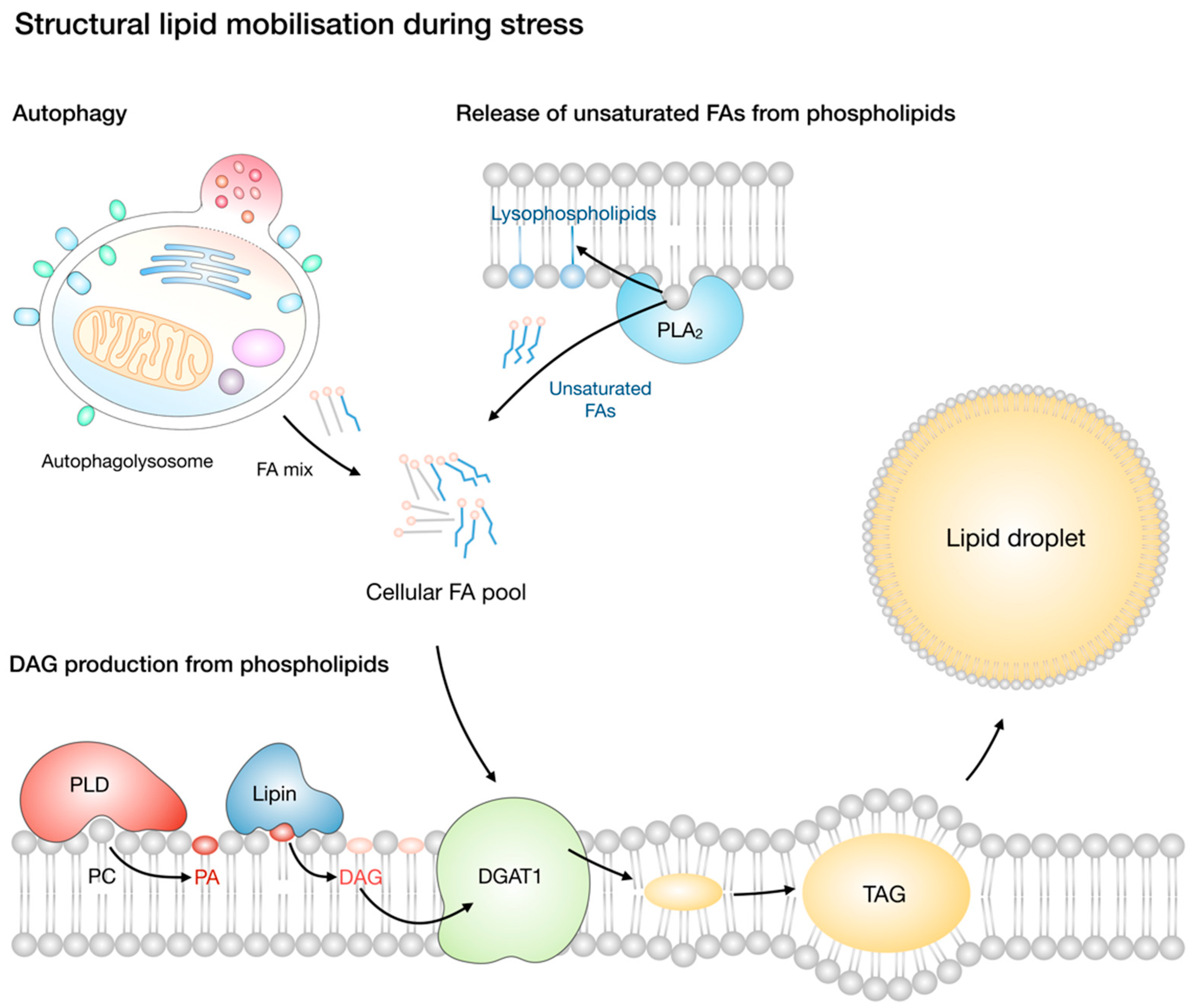 Molecules 23 01941 g004