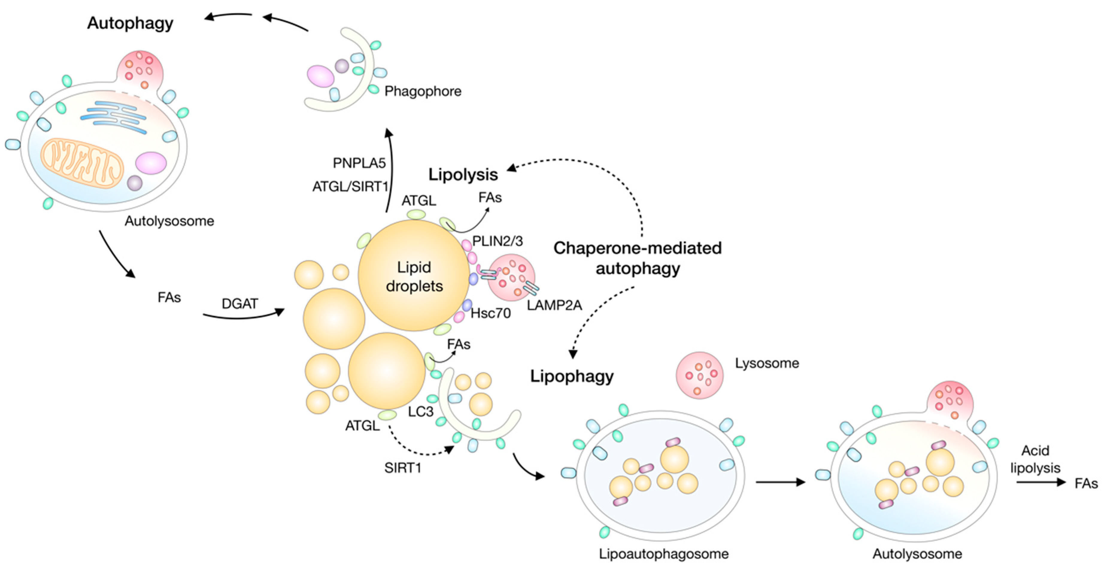 Molecules 23 01941 g005