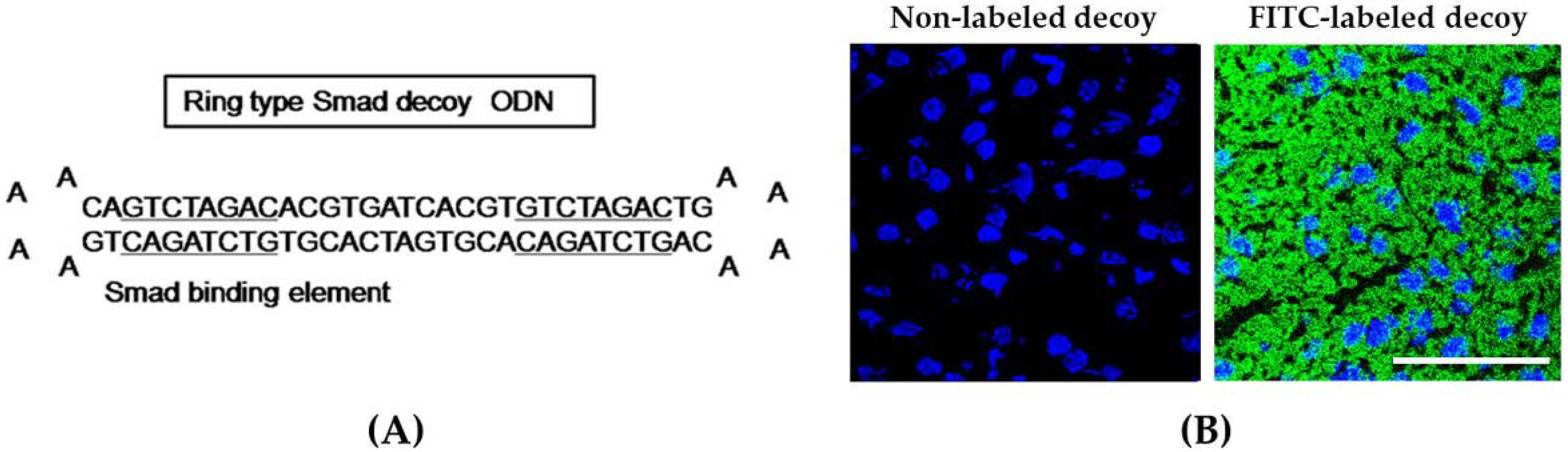 Molecules 23 01991 g001