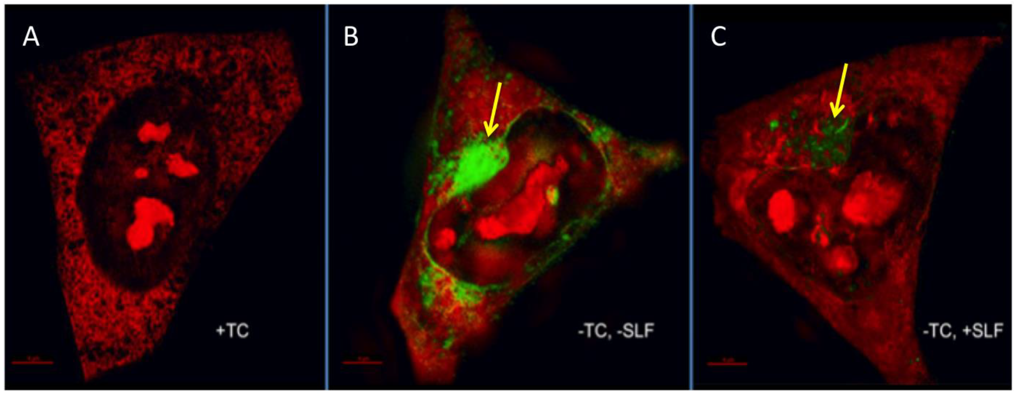 Molecules 23 02010 g007
