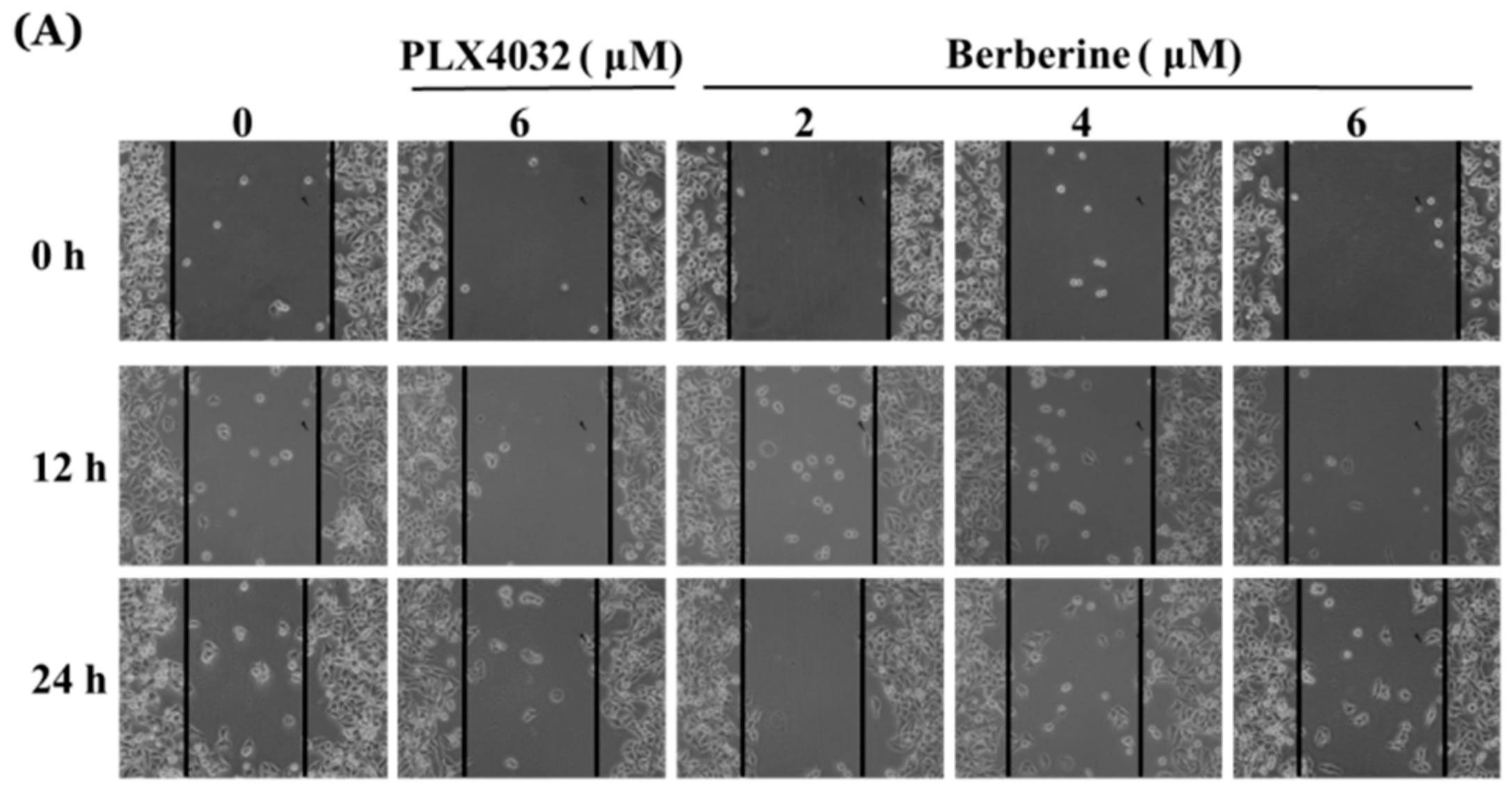 Molecules 23 02019 g006a