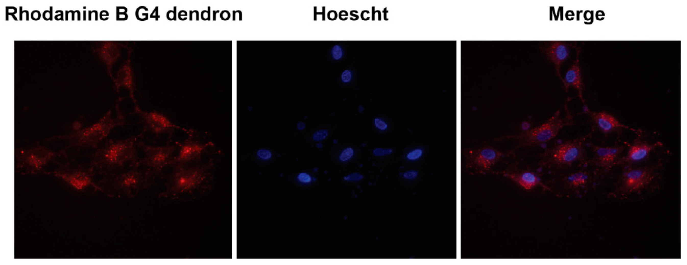 Molecules 23 02028 g004