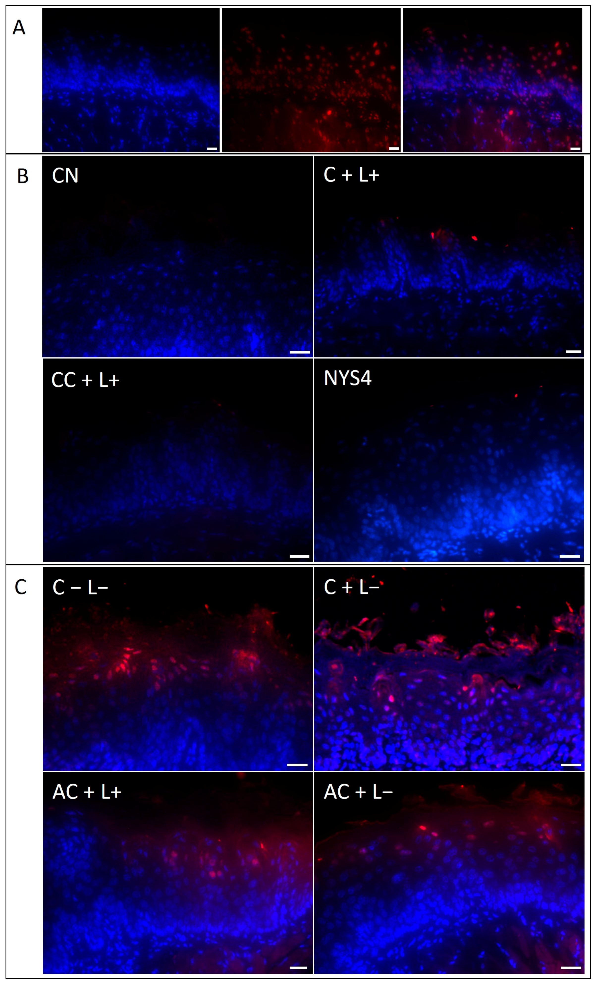 Molecules 23 02075 g011 Molecules 23 02075 g011