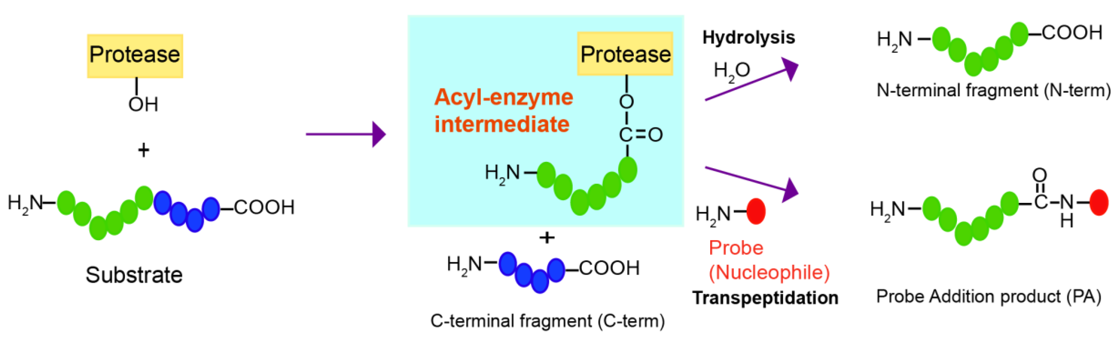 Molecules 23 02109 g001