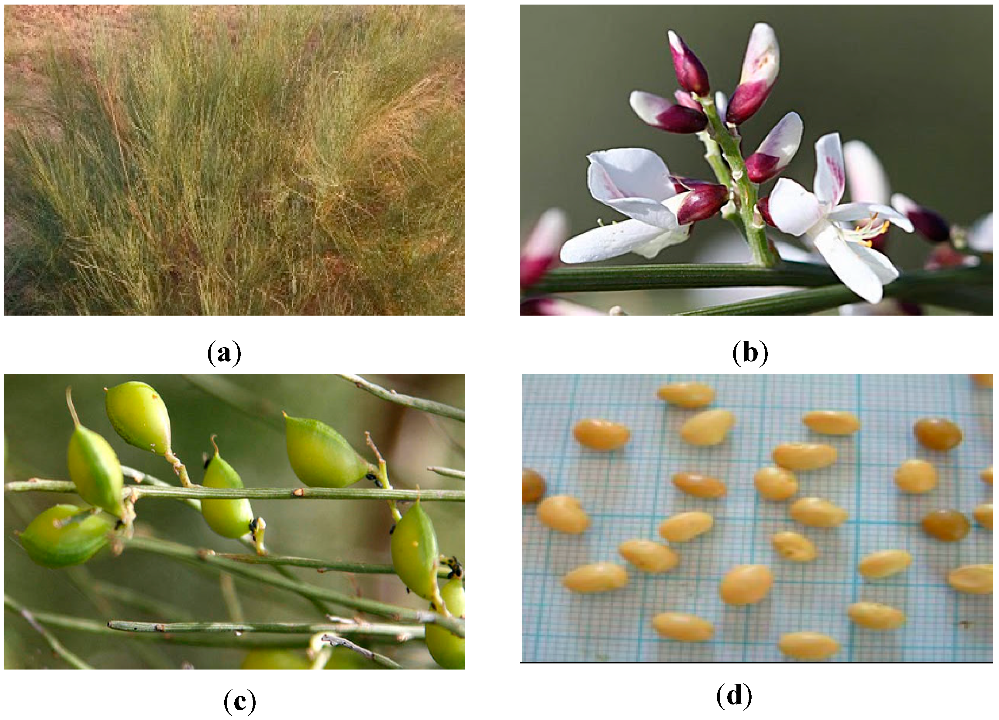 Molecules 23 02177 g001