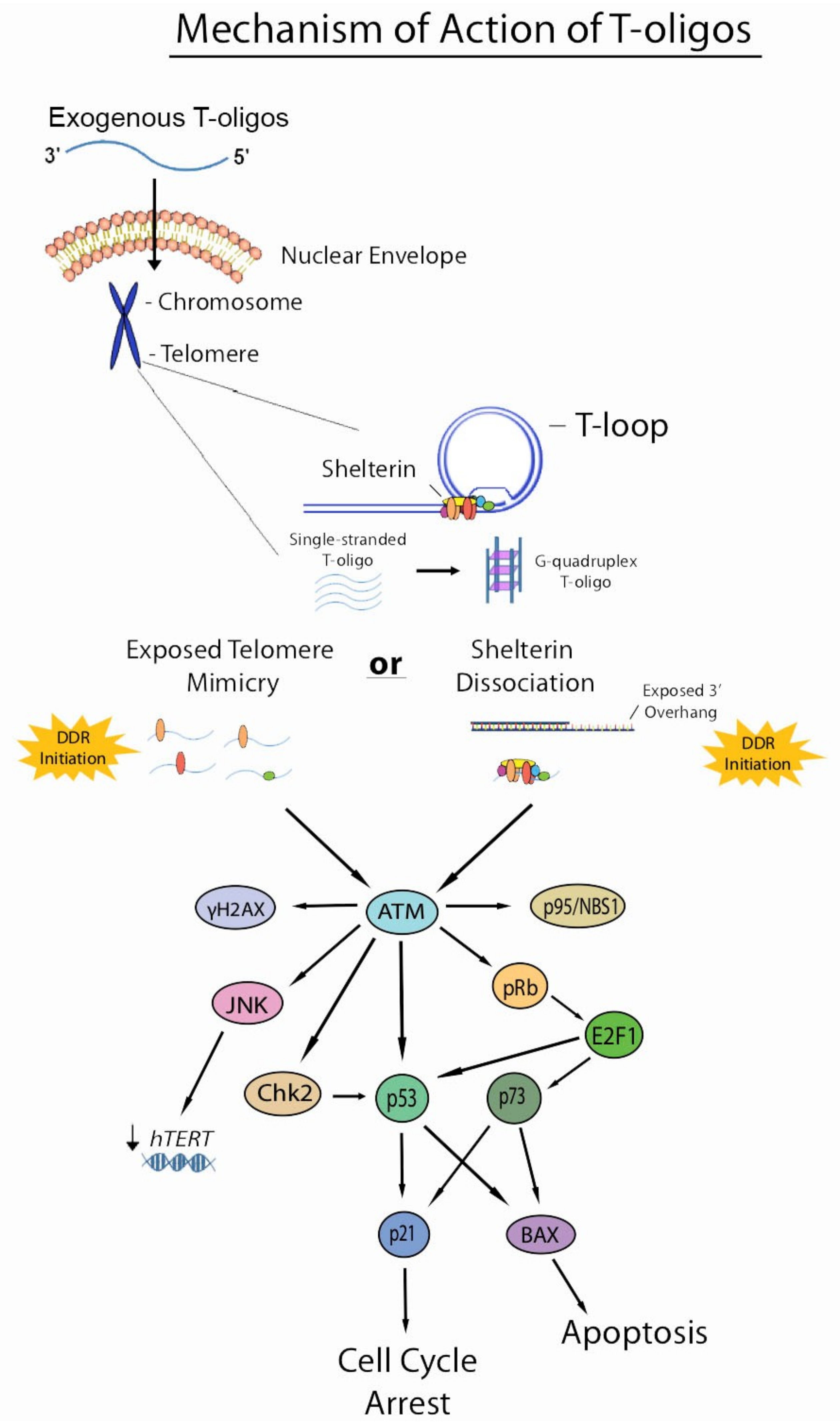 Molecules 23 02267 g002