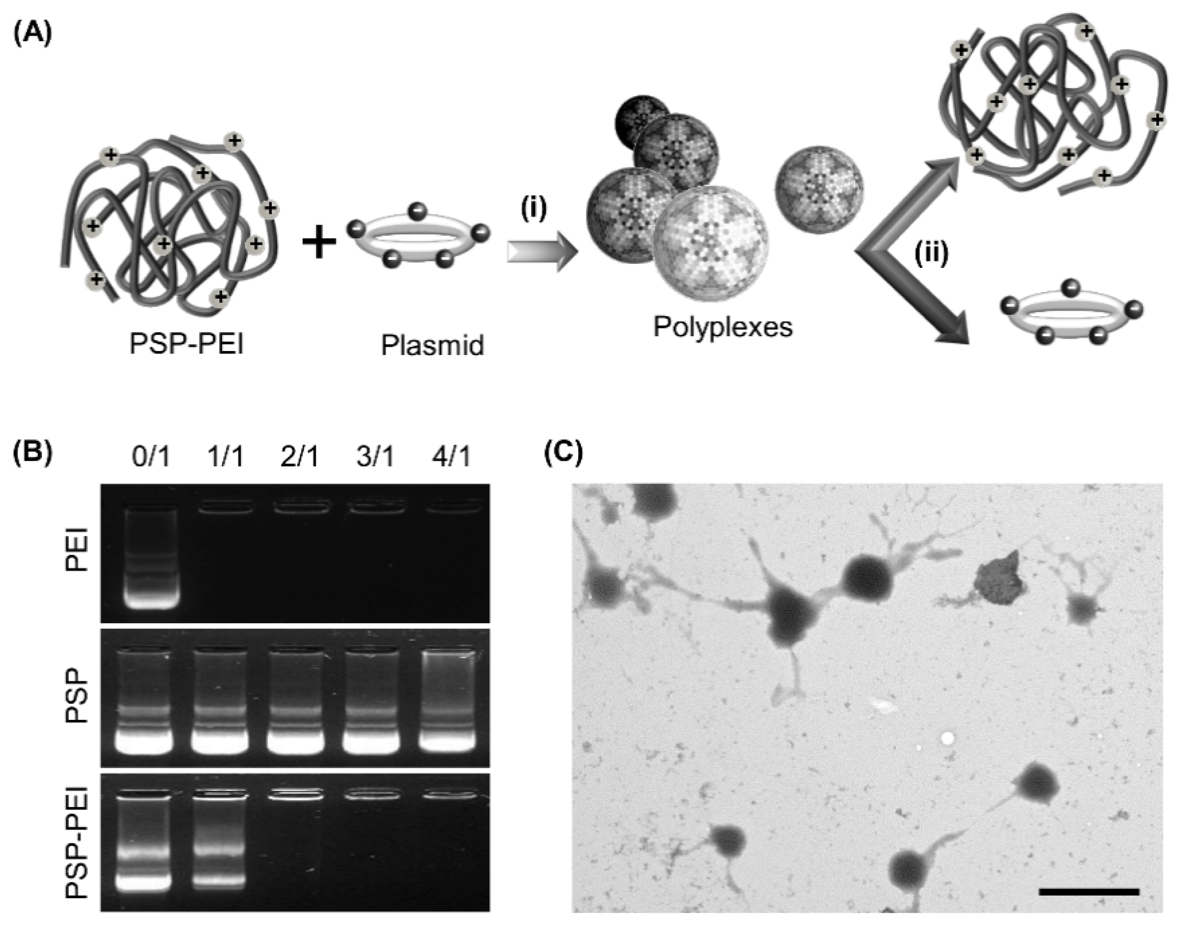 Molecules 23 02273 g002 Molecules 23 02273 g002