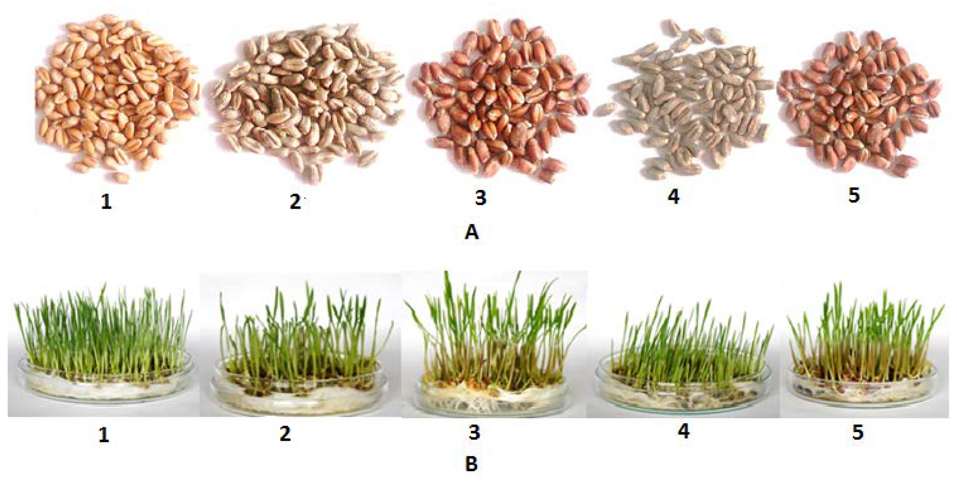 Molecules 23 02282 g006