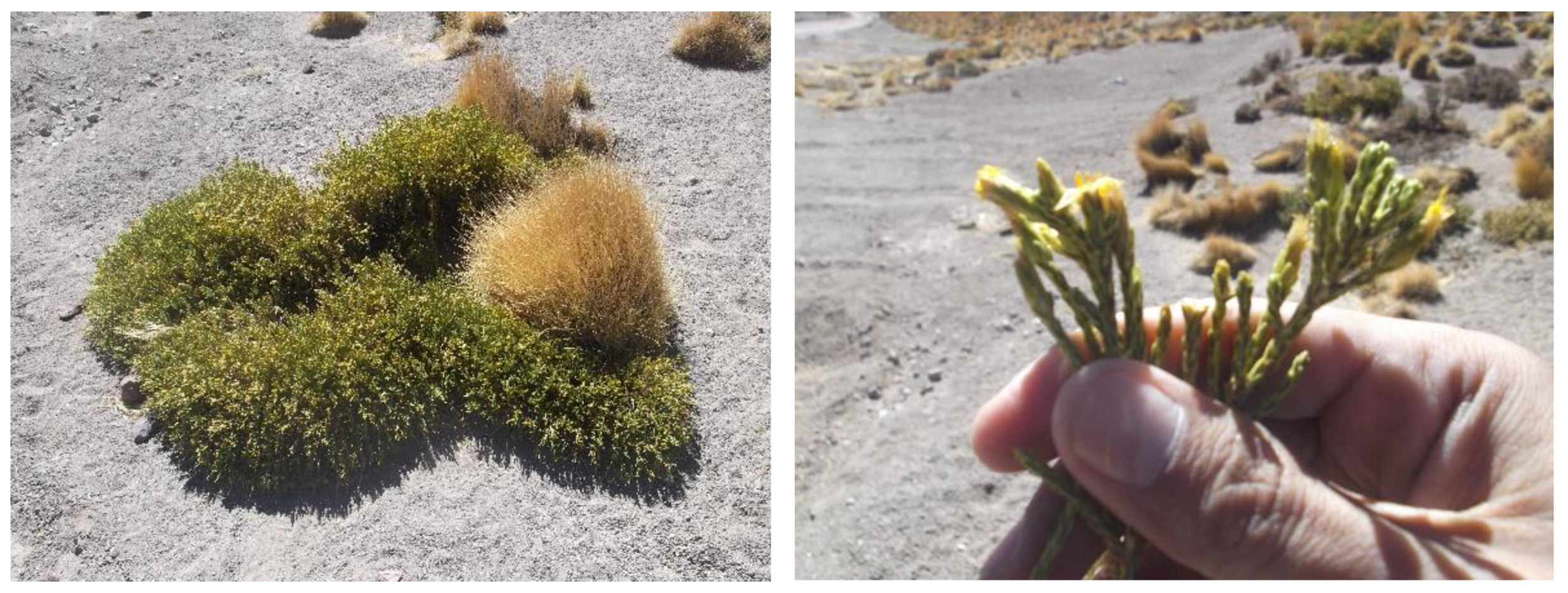 Molecules 23 02361 g001 Molecules 23 02361 g001