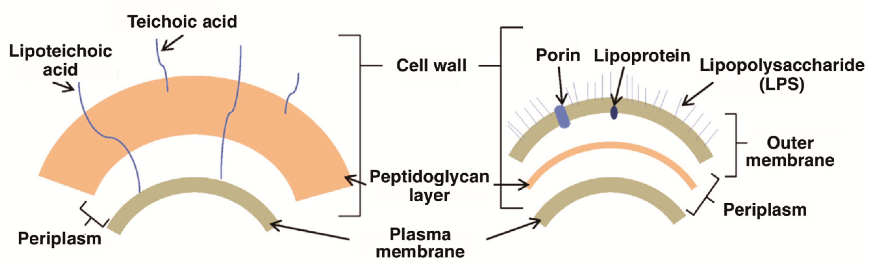 Molecules 23 02424 g003