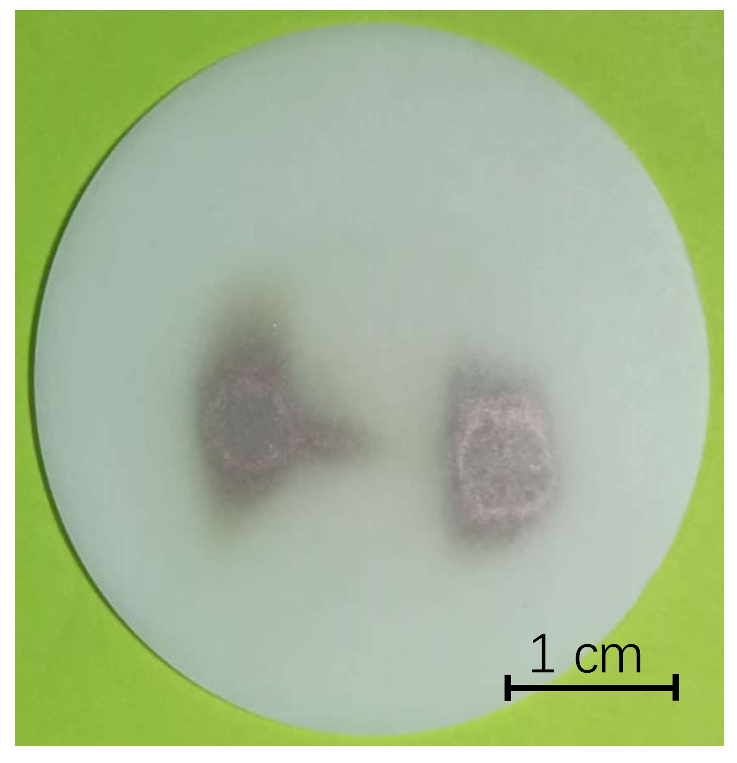Molecules 23 02437 g004