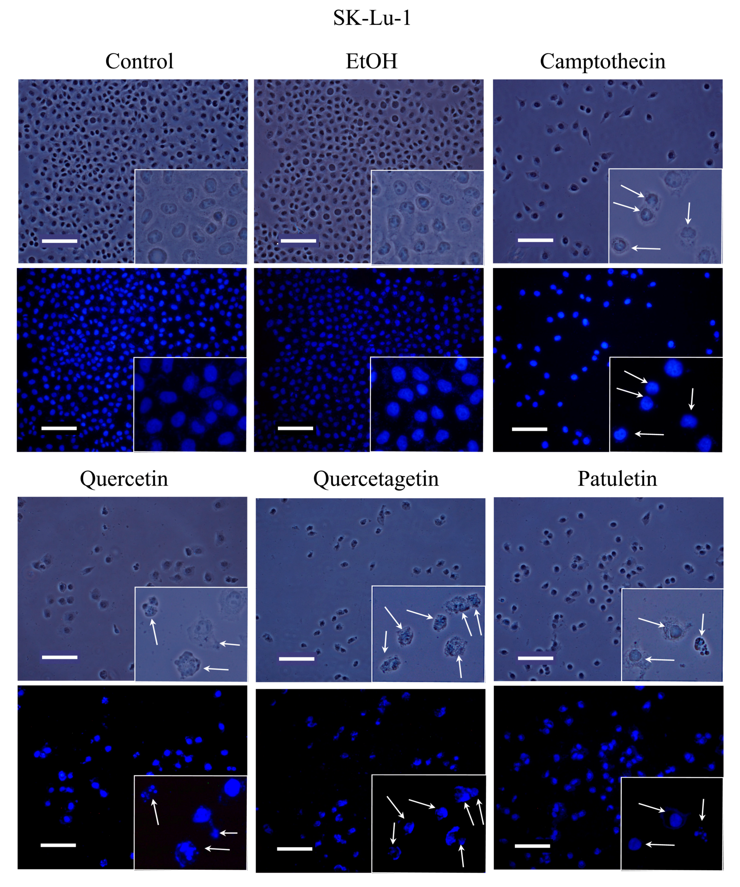 Molecules 23 02579 g008