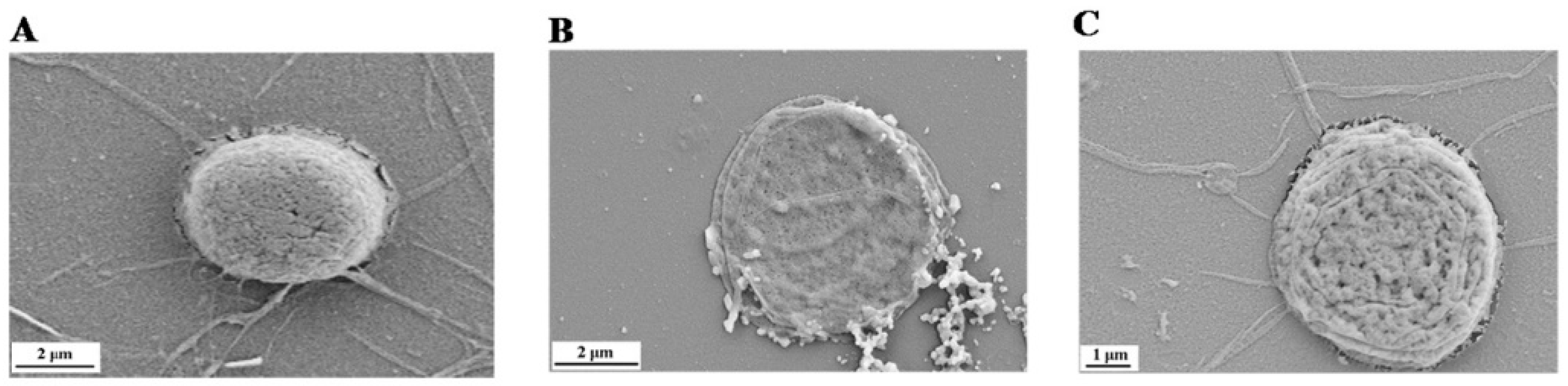 Molecules 23 02592 g003