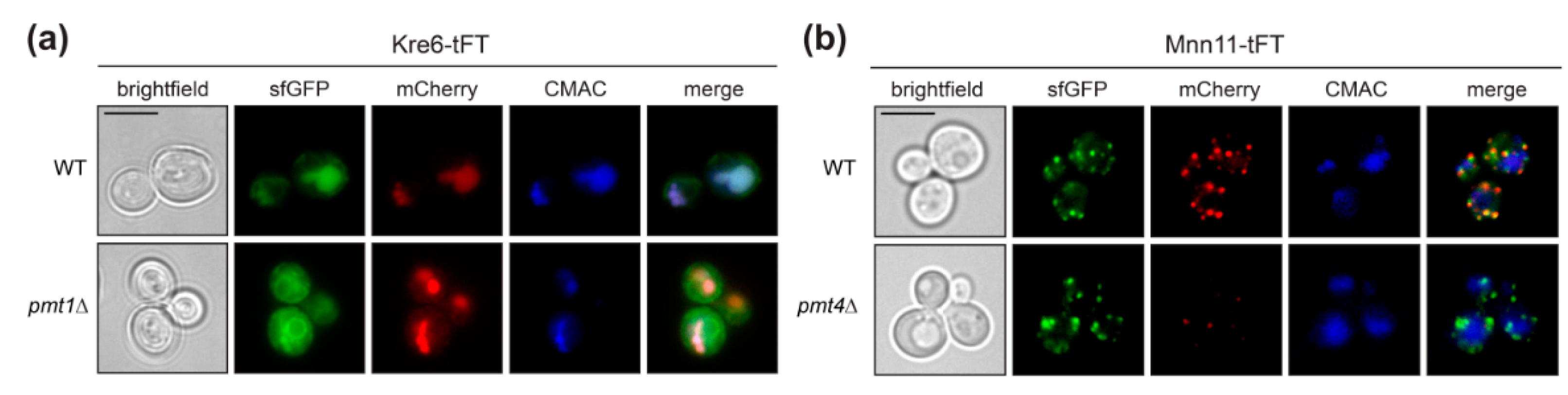 Molecules 23 02622 g004